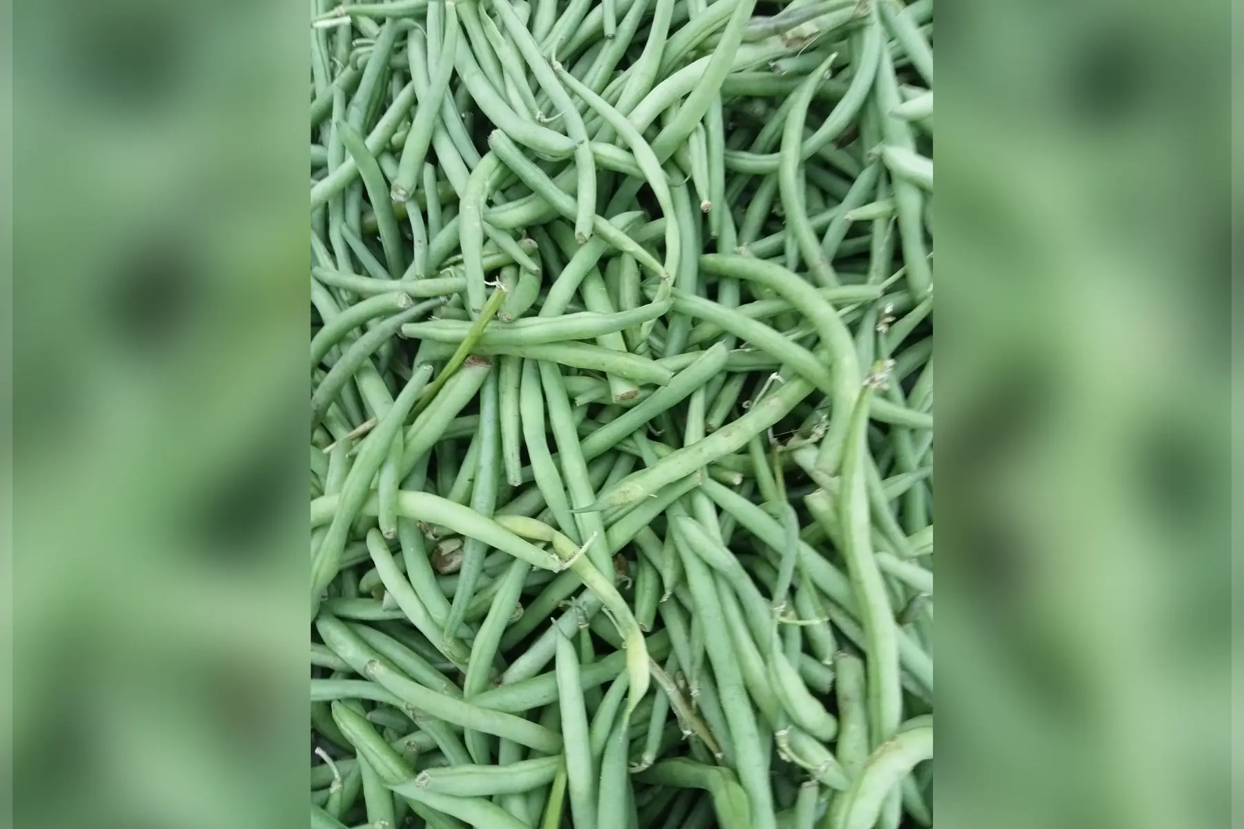 haricot vert ramassé a la main et plein champ