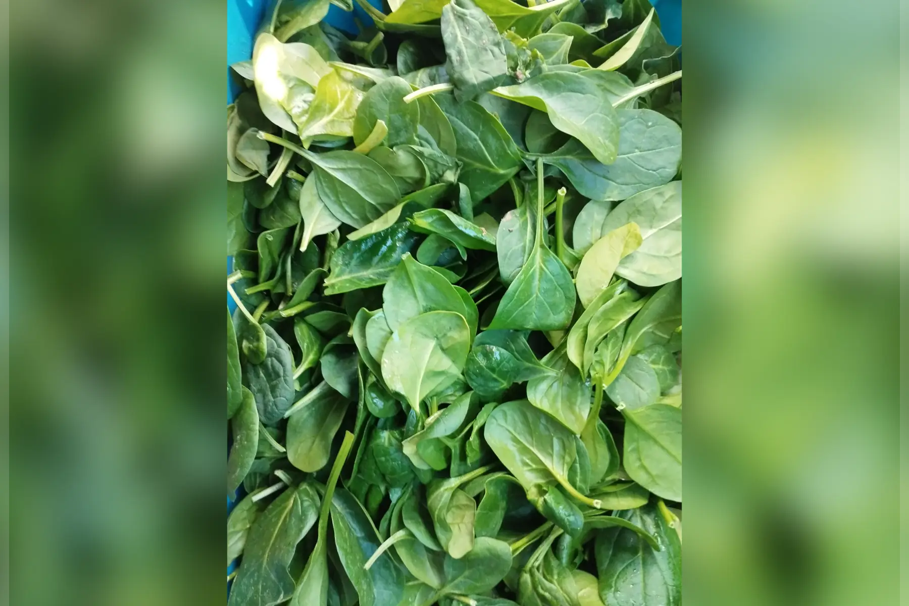 jeune pousse epinard