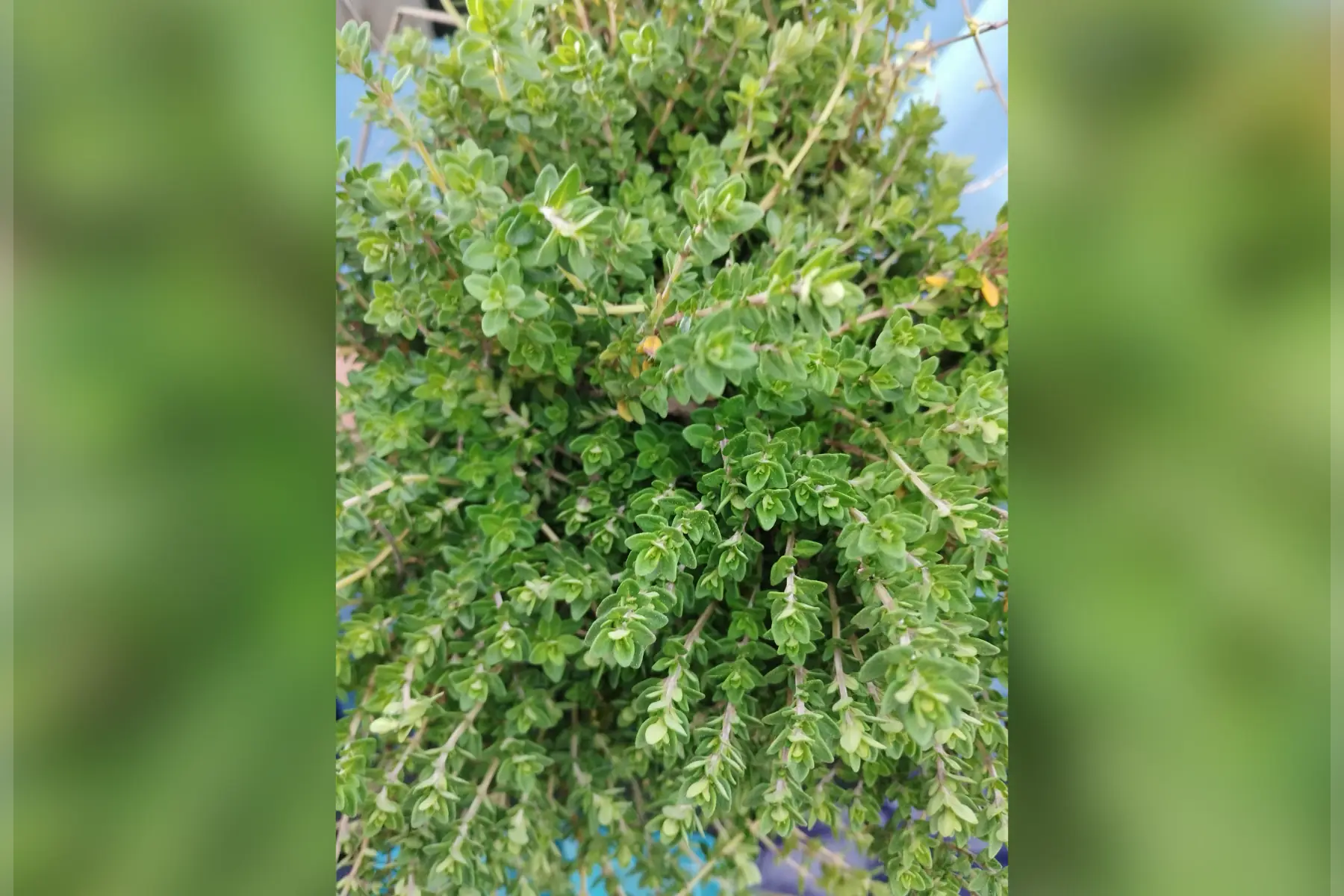 thym citron