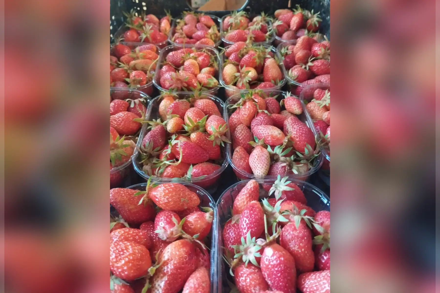 Fraise gariguettes plein champs sans traitement