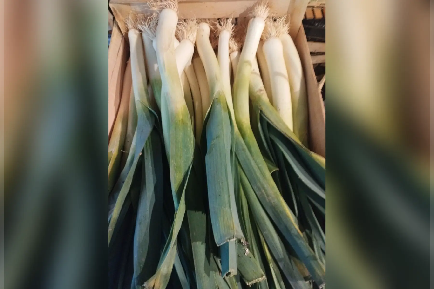 jerome laborde (le jardin de bel air)