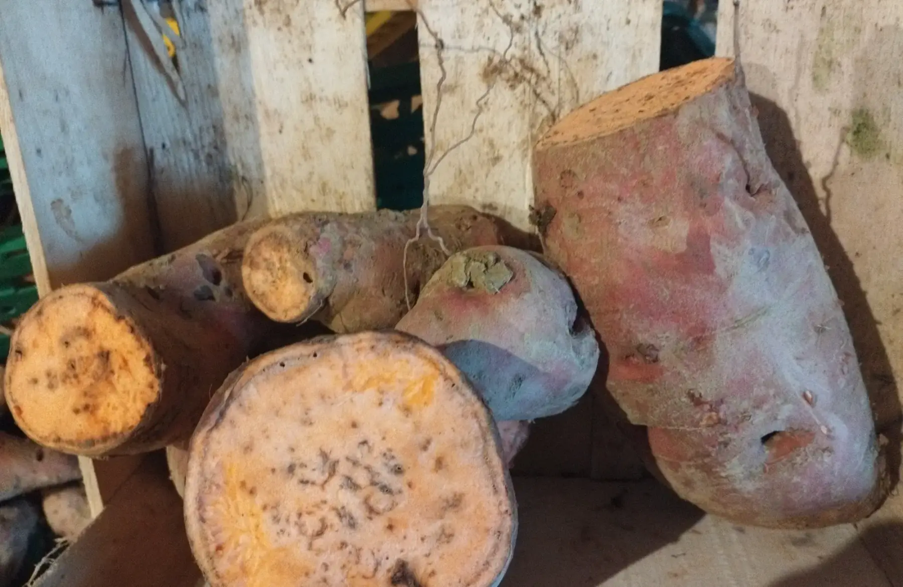Patate douce déstockage
