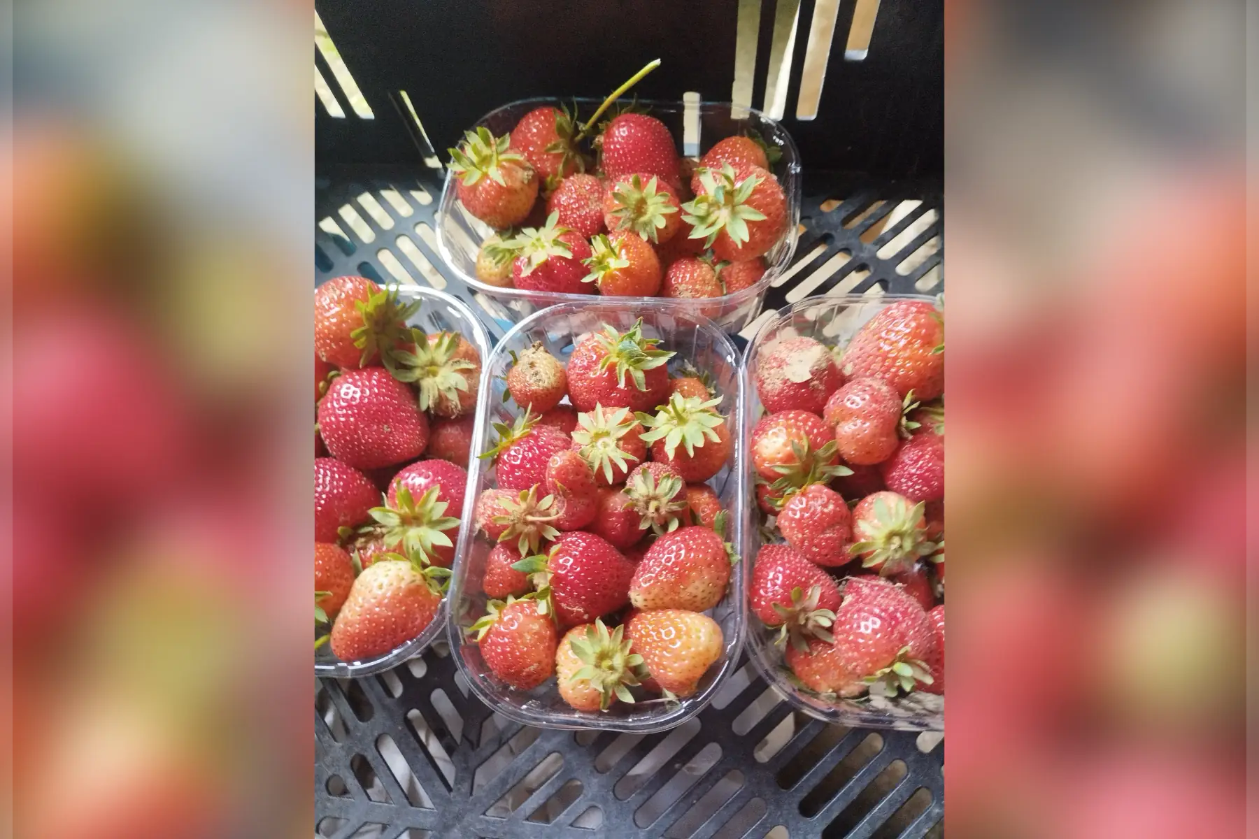 Fraise charlotte plein champs sans traitement