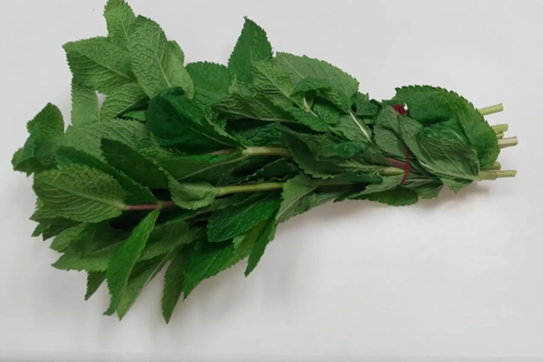 botte de menthe fraîche