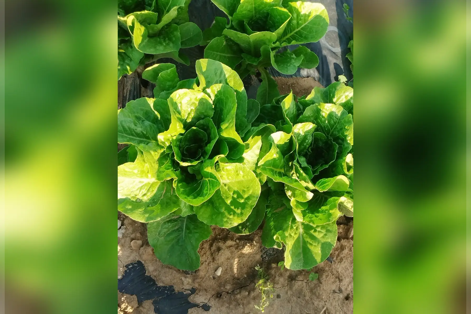 salade romaine