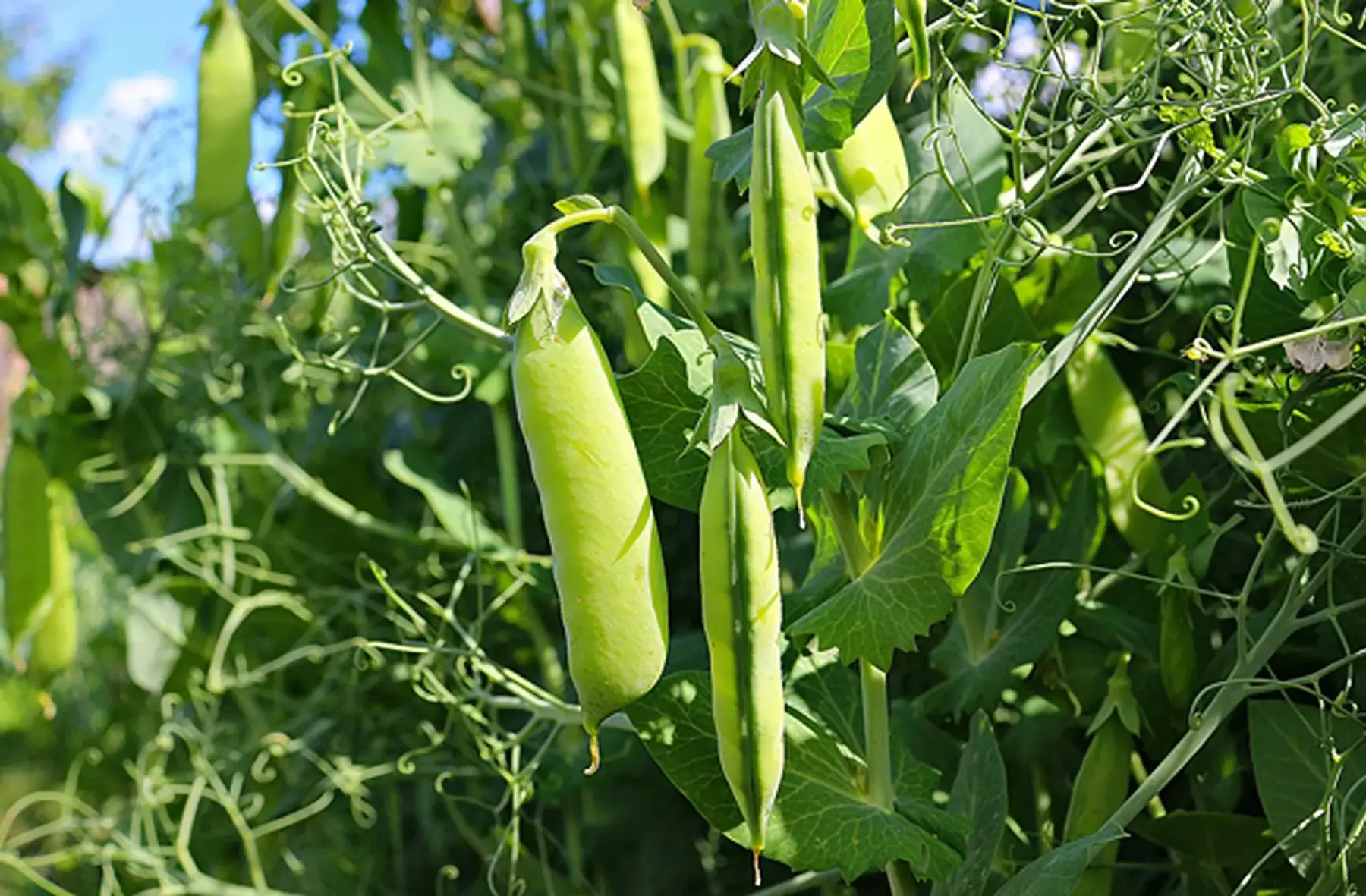 panier petit pois