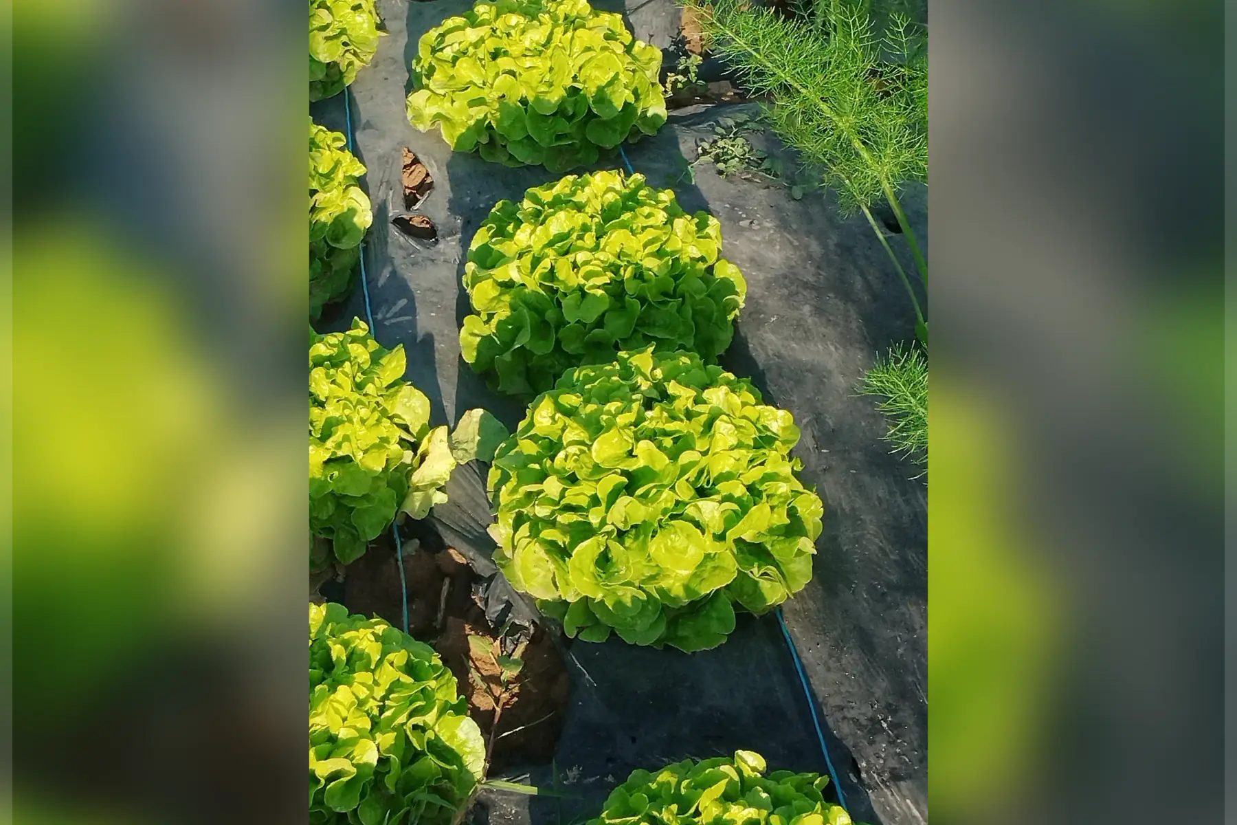 jerome laborde (le jardin de bel air)