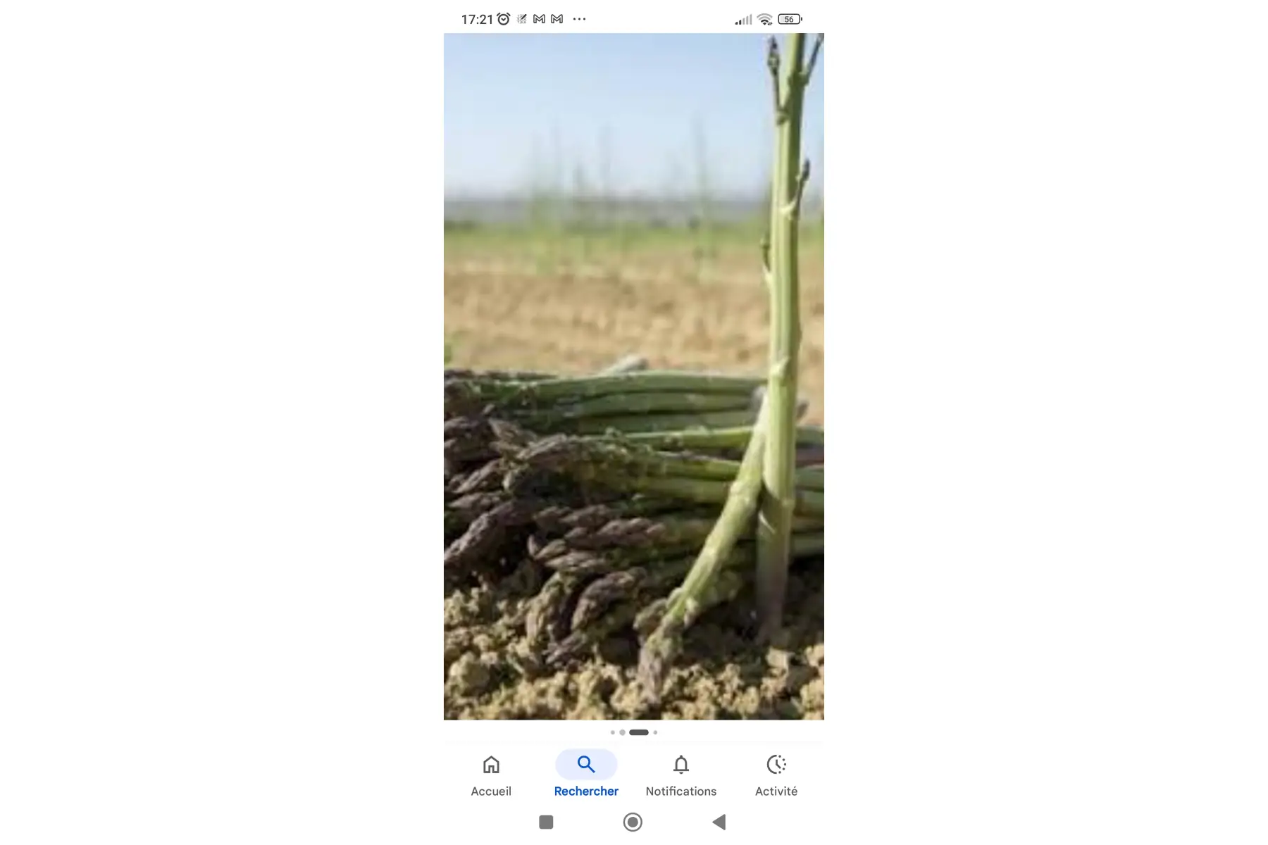 Asperges vertes