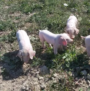 christine boisquillon