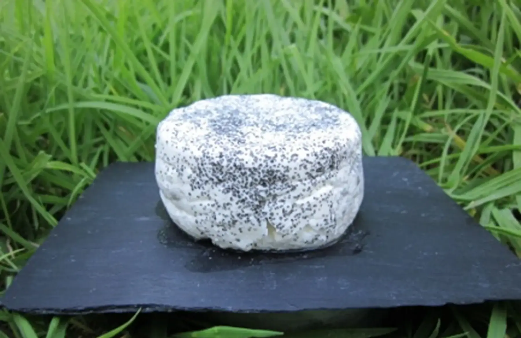 Rond Frais Cendré