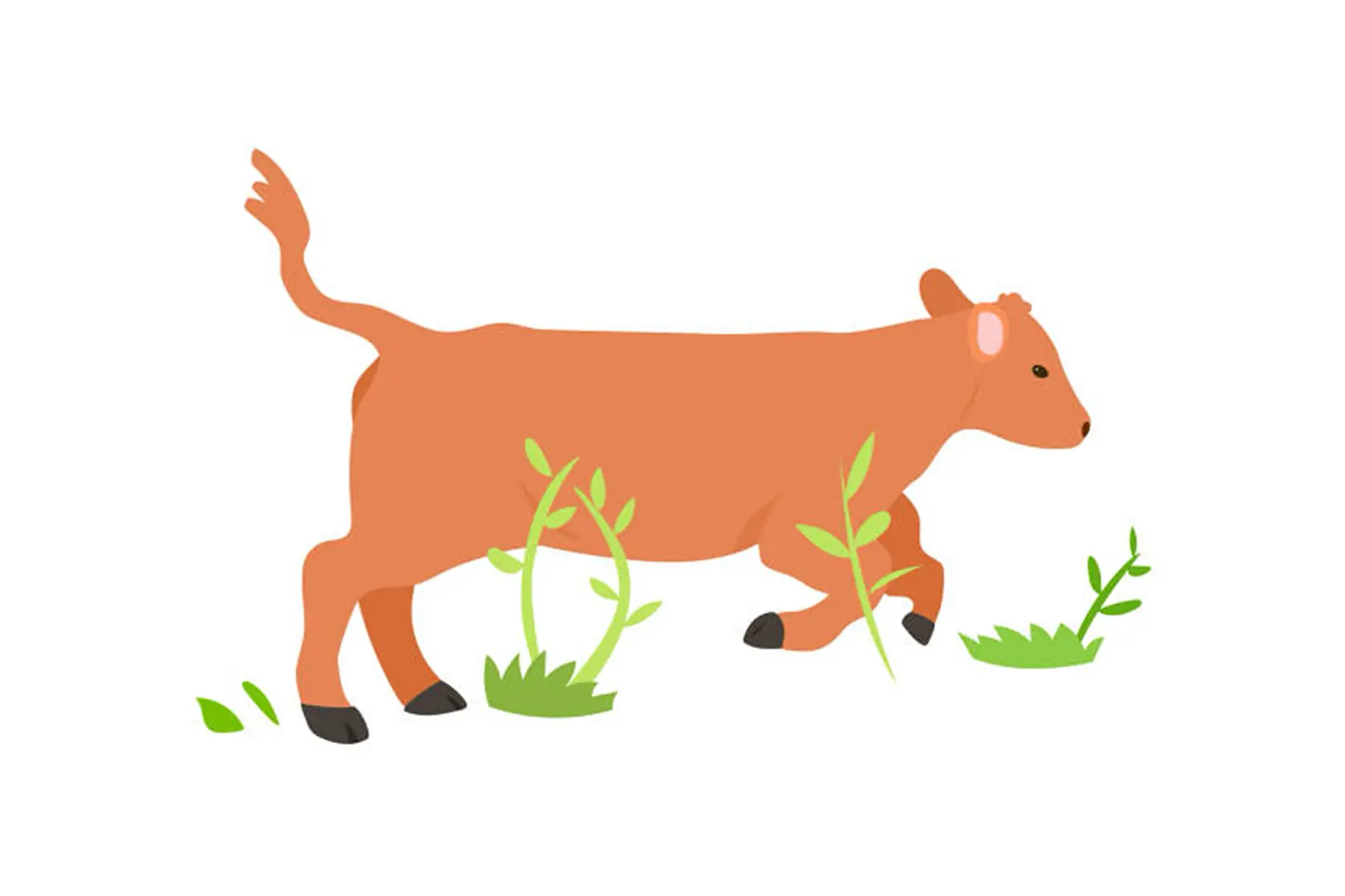 veau: colis de 5kg