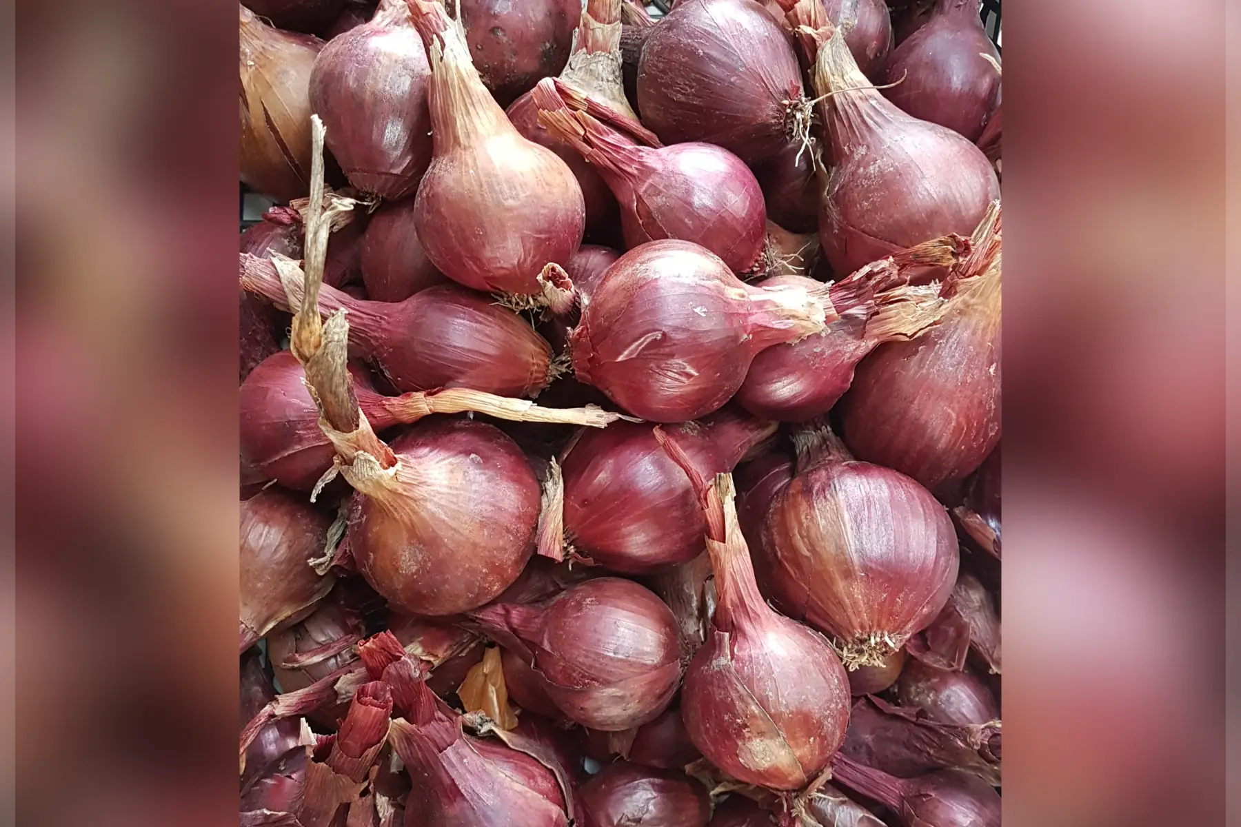 Oignon rouge