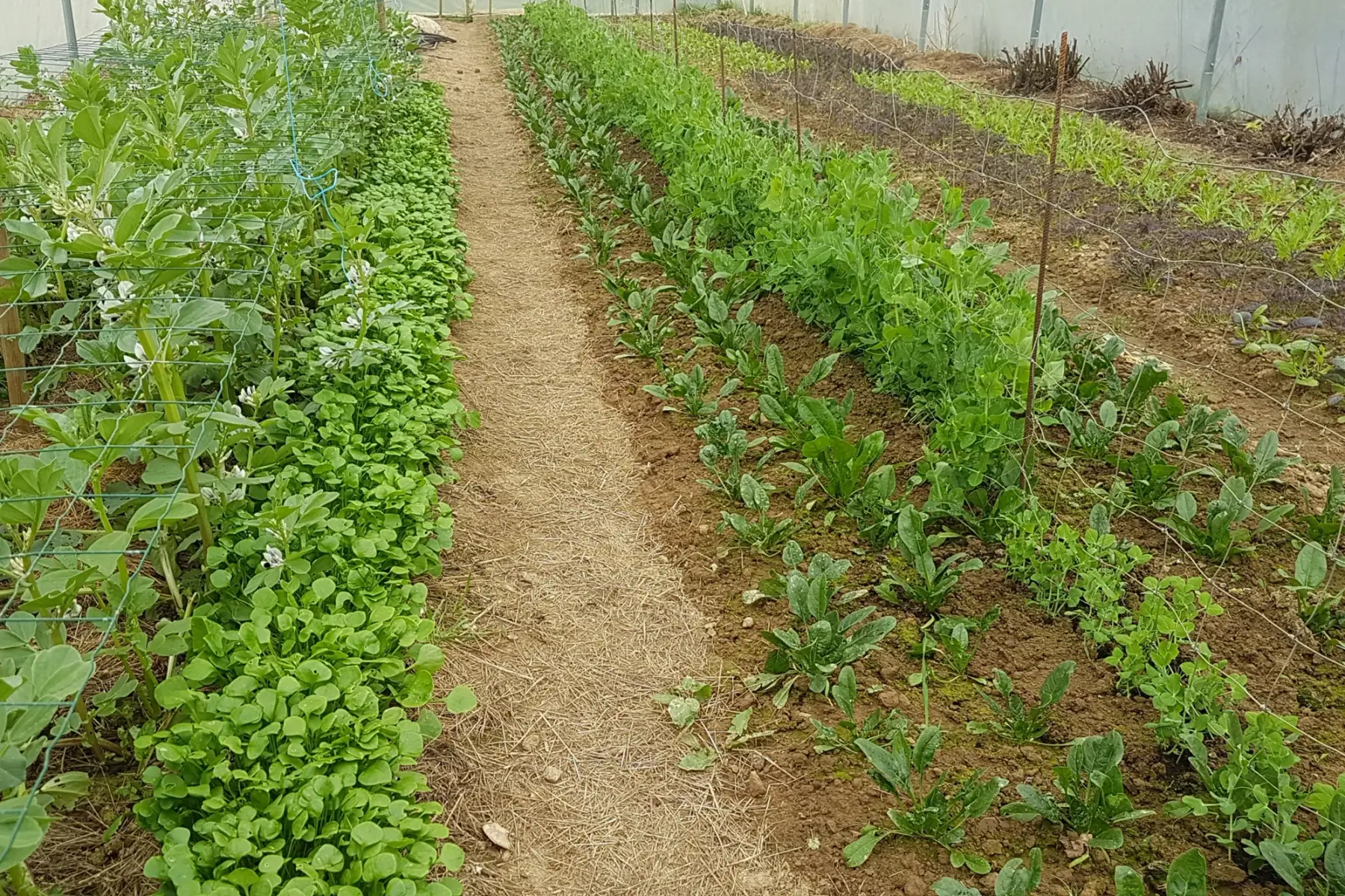 panier de légumes de saison à 12€