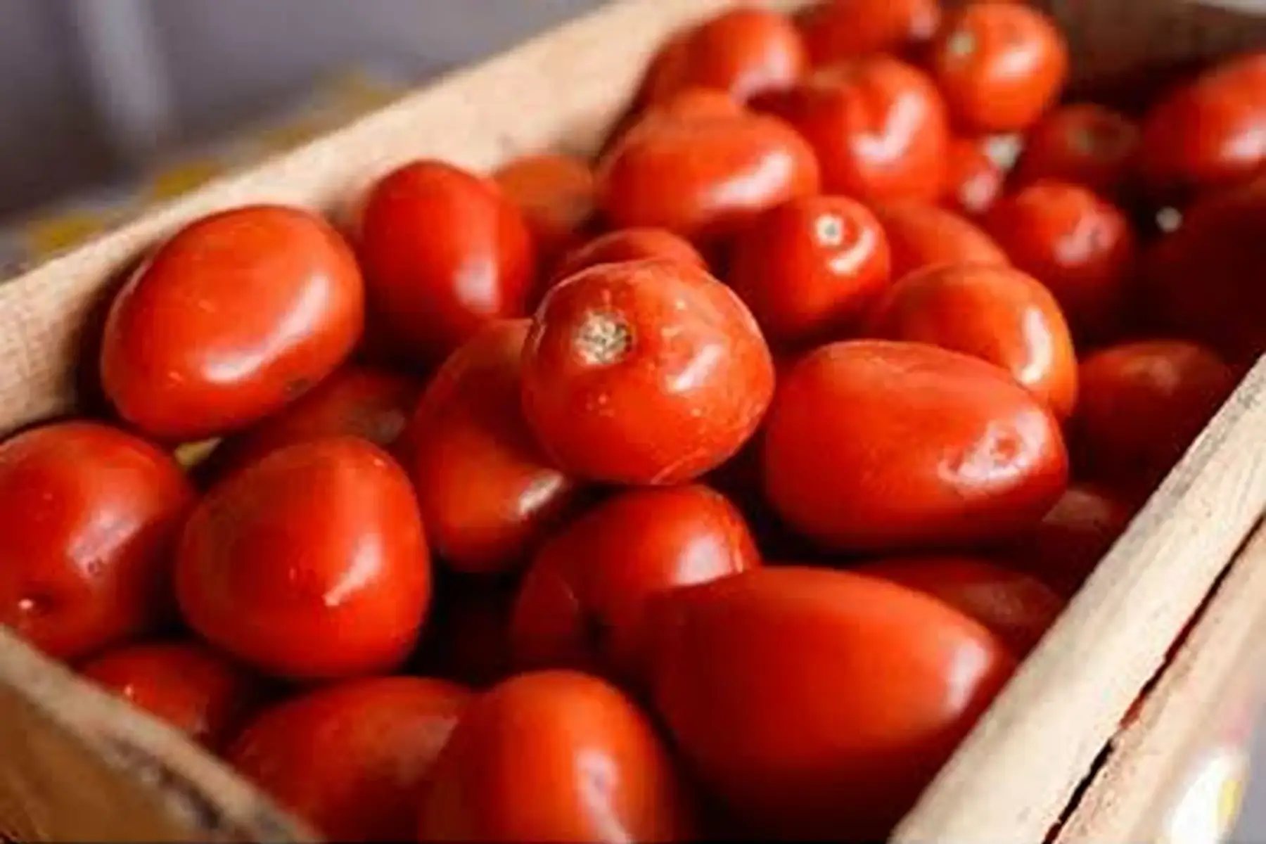 cagette 10kg de tomates rondes bien mûres pour faire du coulis