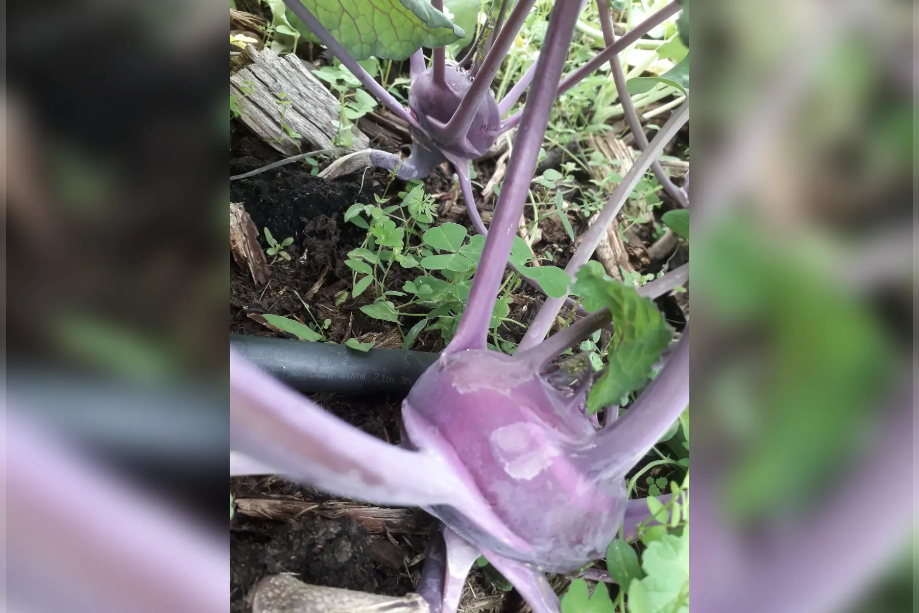 chou-rave violet et blanc