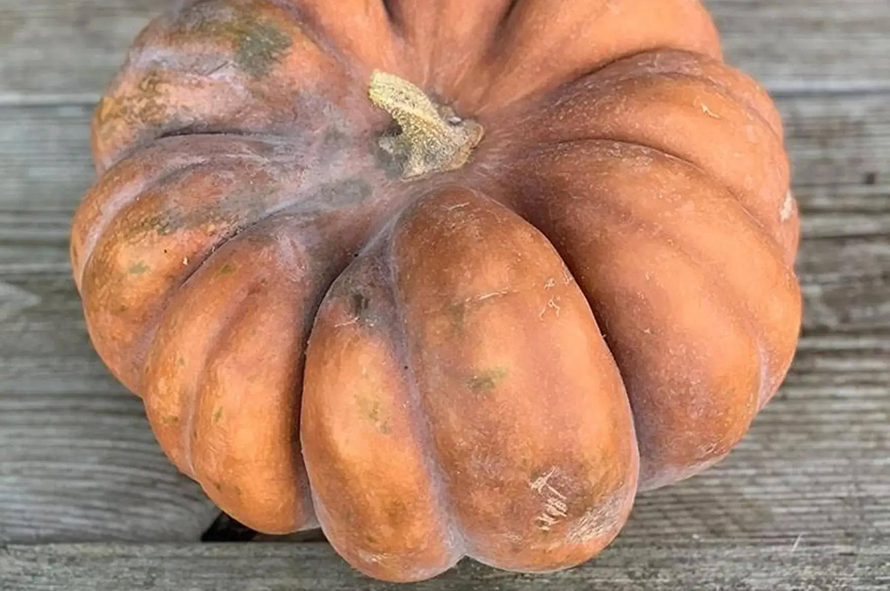 courge musquée de provence pièce d'environ 3kg