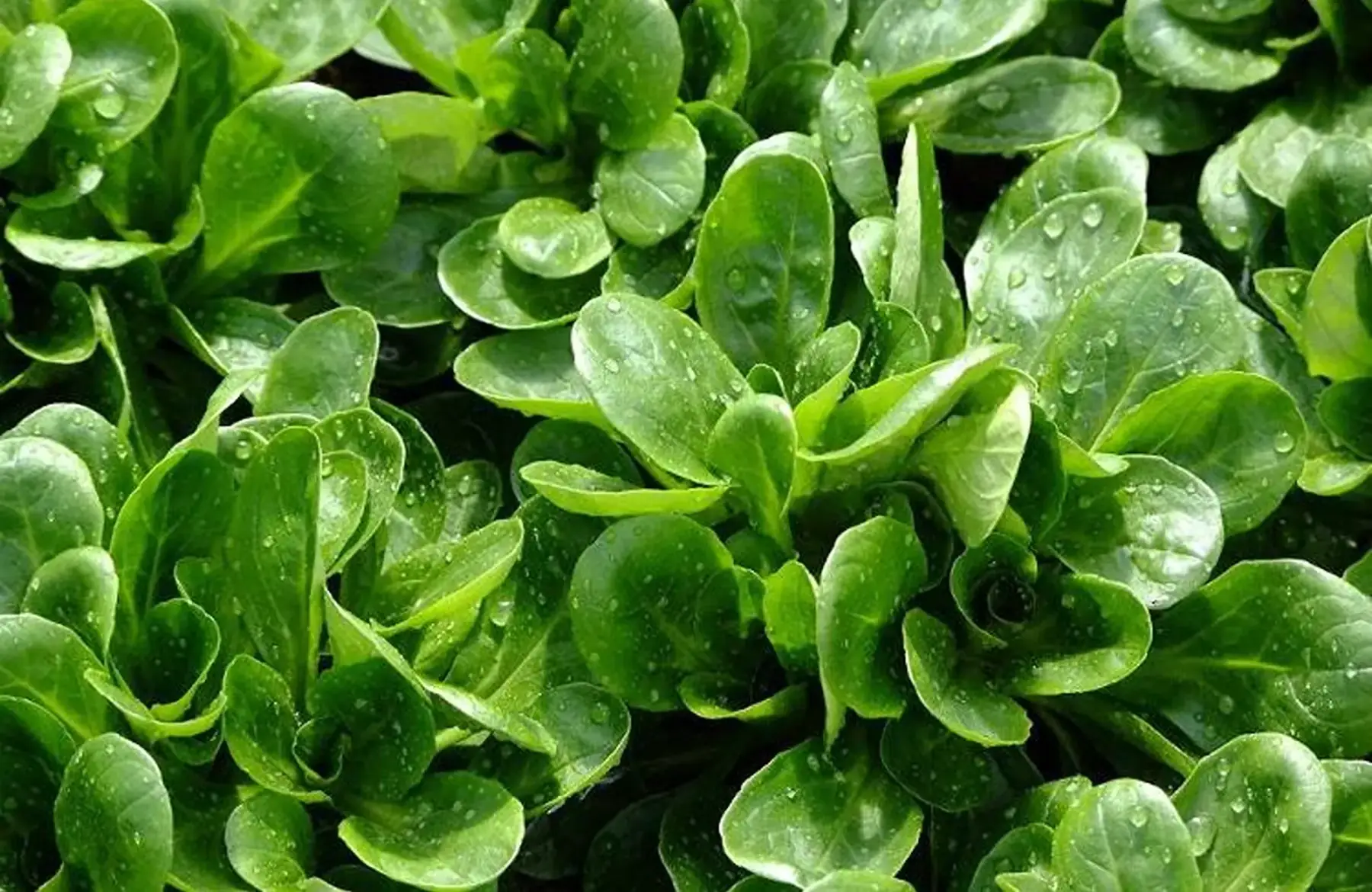 mâche sachet de 200g