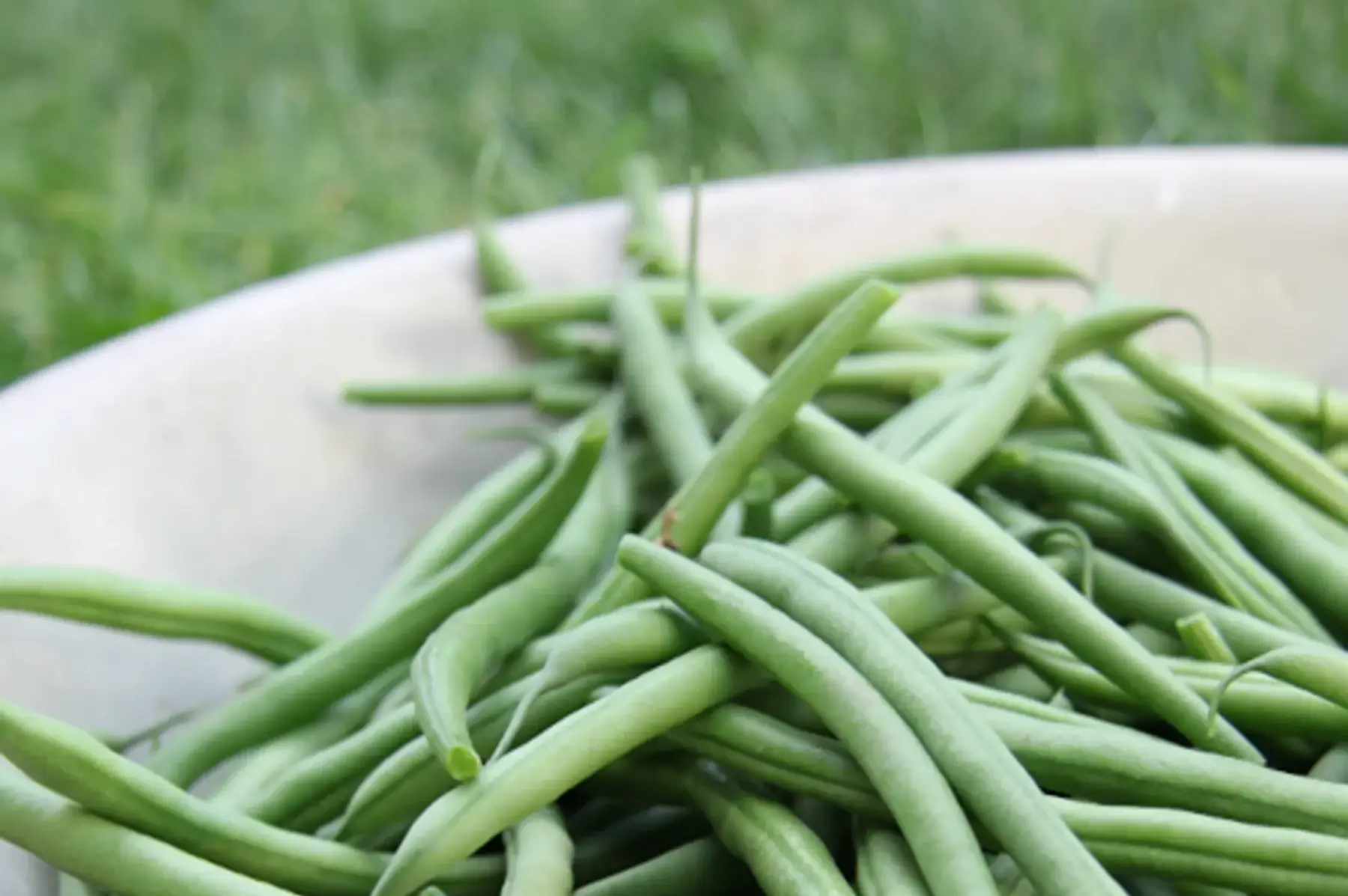 haricot vert