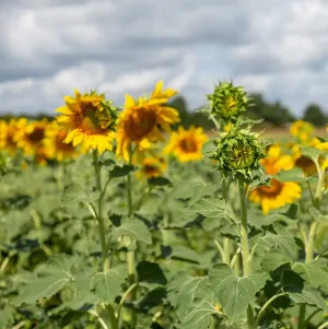 Ferme Bio du Duellas