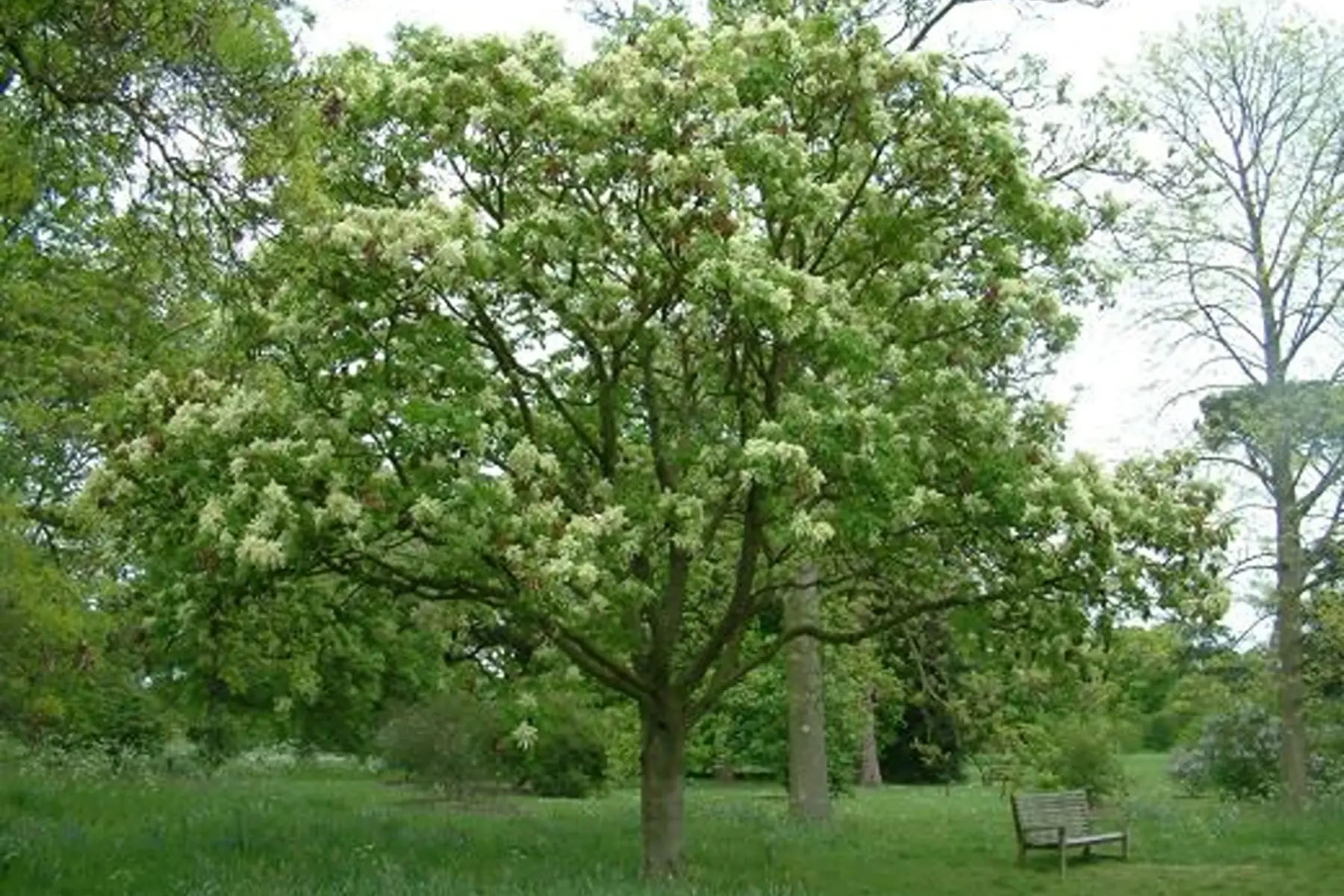 Frêne à fleurs (fraxinus ornus)