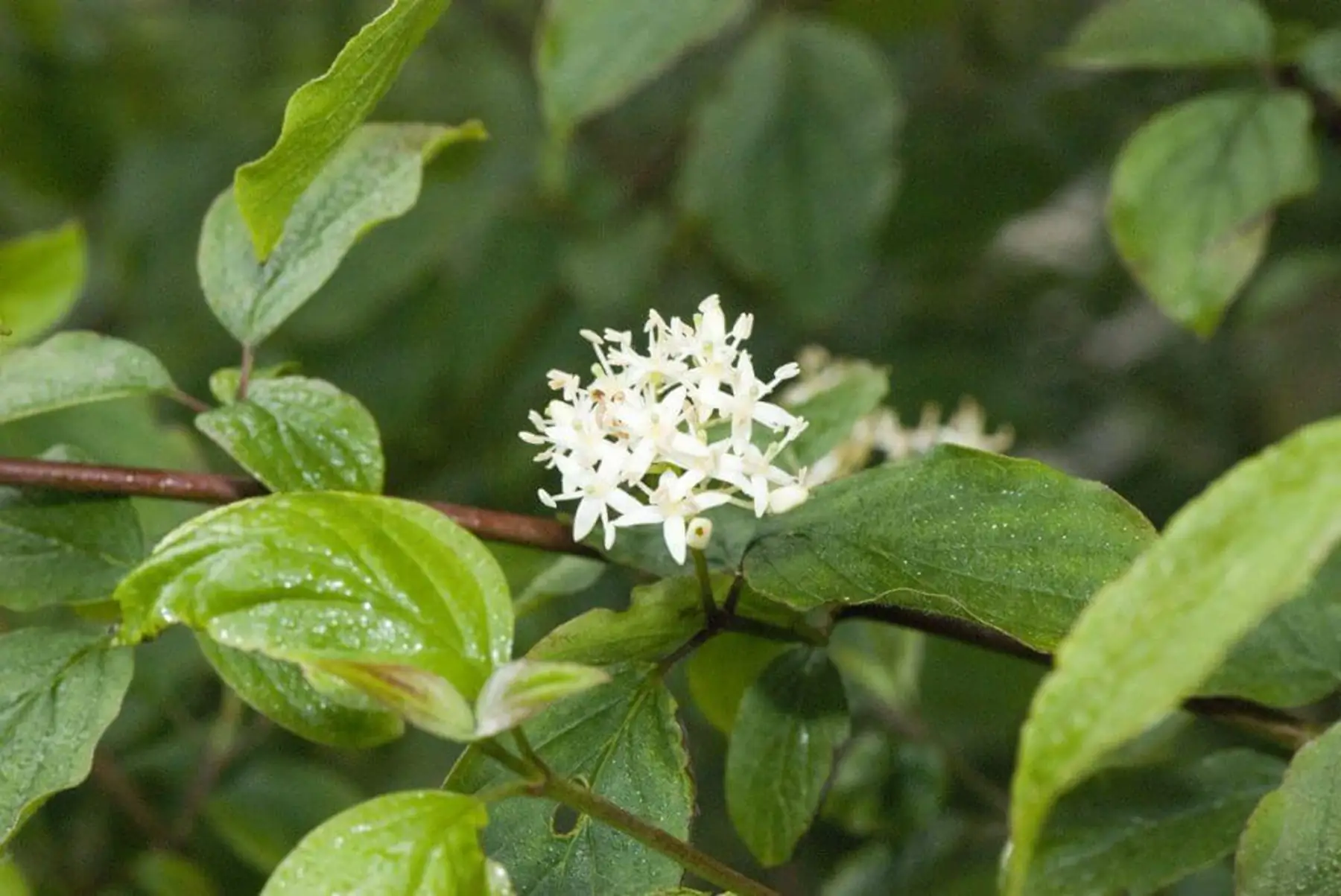 Cornouiller sanguin (Cornus sanguinea)
