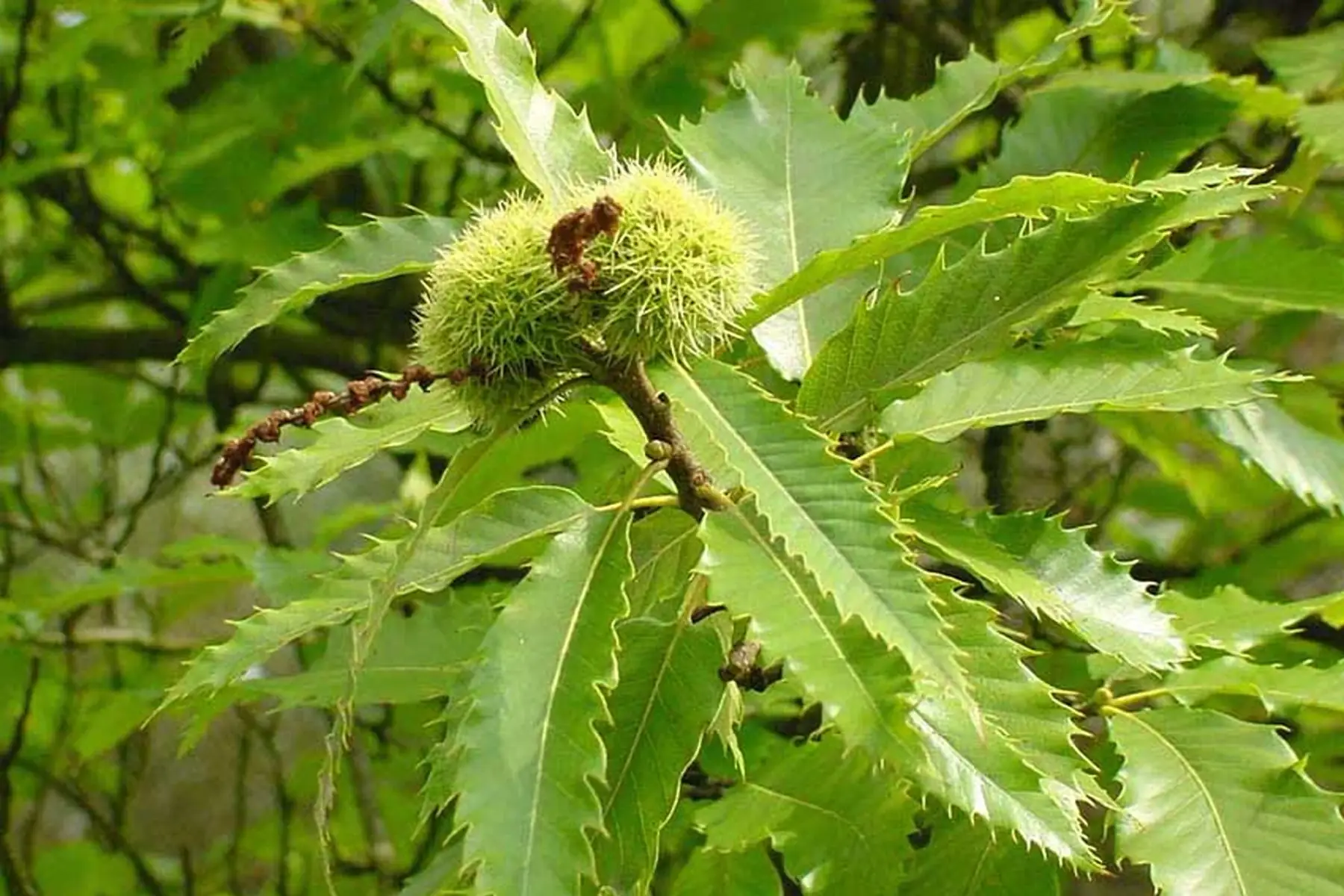 Châtaignier (castanea sativa – non greffé)