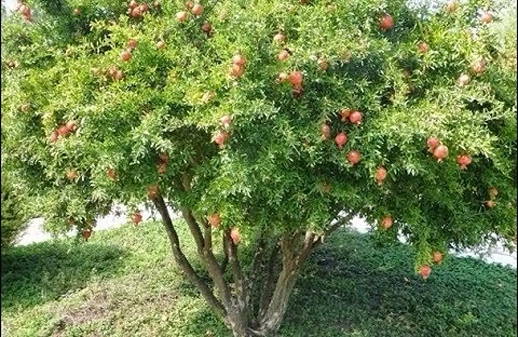 Grenadier (Punica granata)