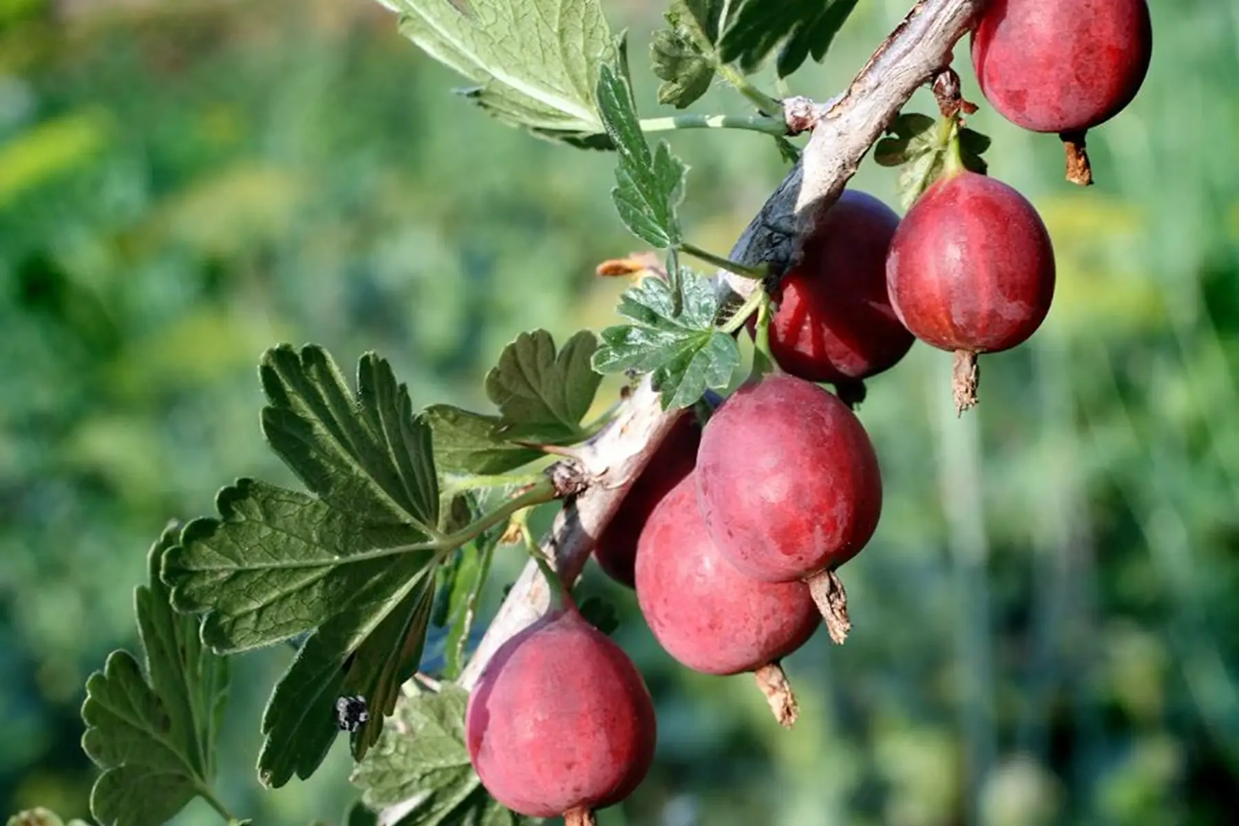 Groseiller à maquereaux (Ribes uva-crispa)