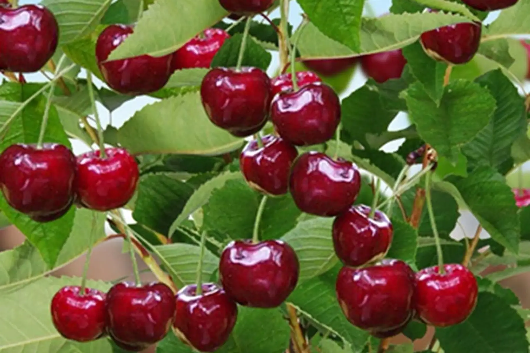 Cerisier greffé (Prunus avium)