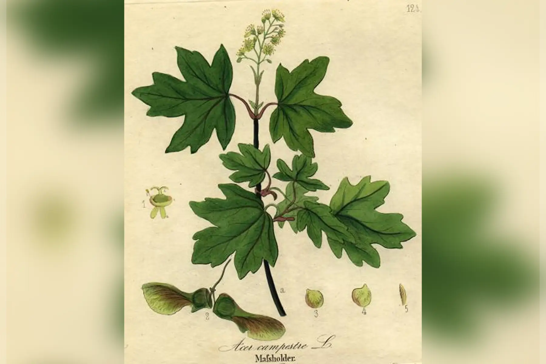 Erable champêtre (Acer campestris)