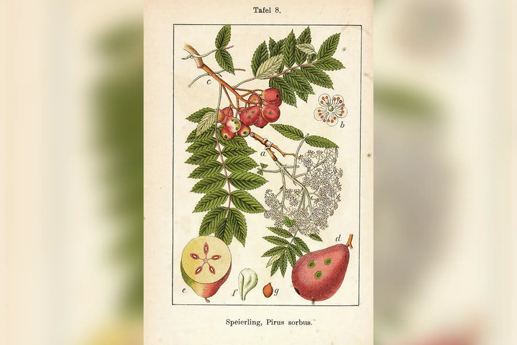Cormier (sorbus domestica)
