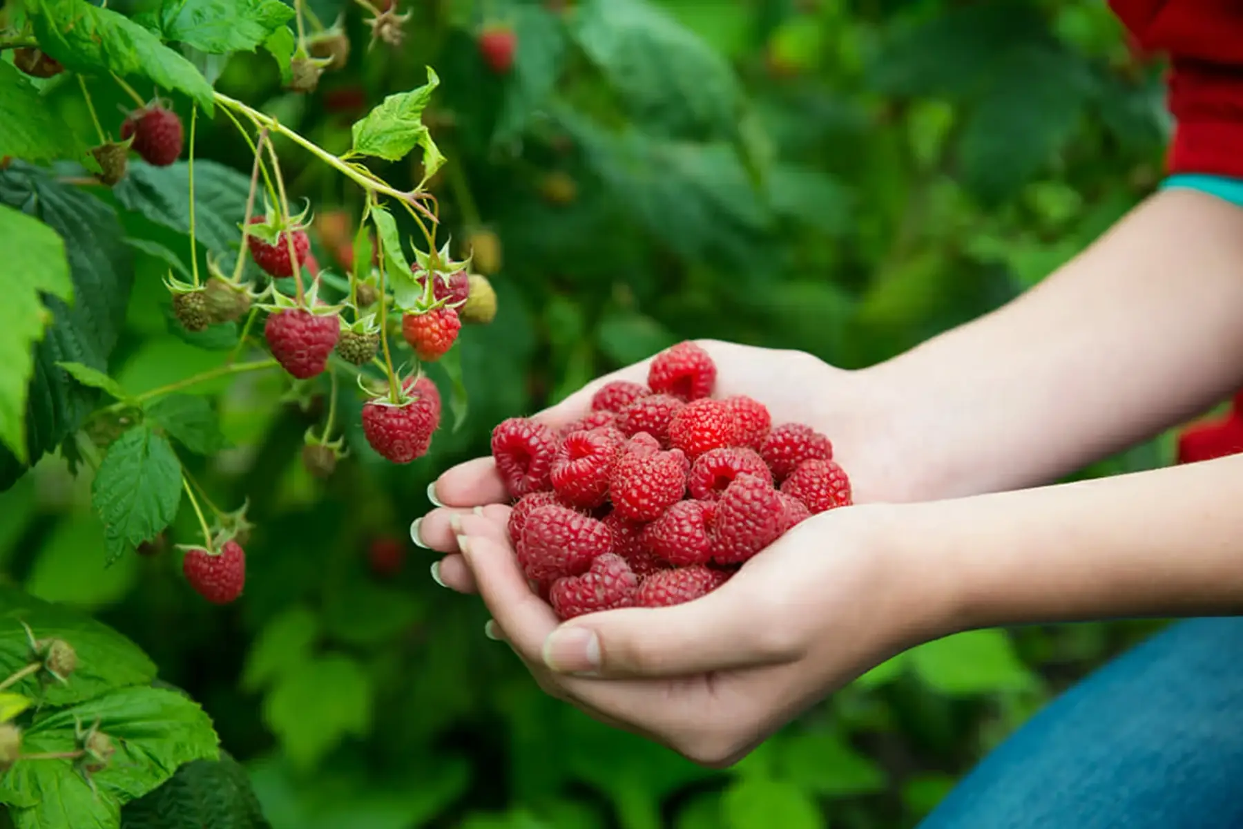 Framboisier (Rubus idaeus)