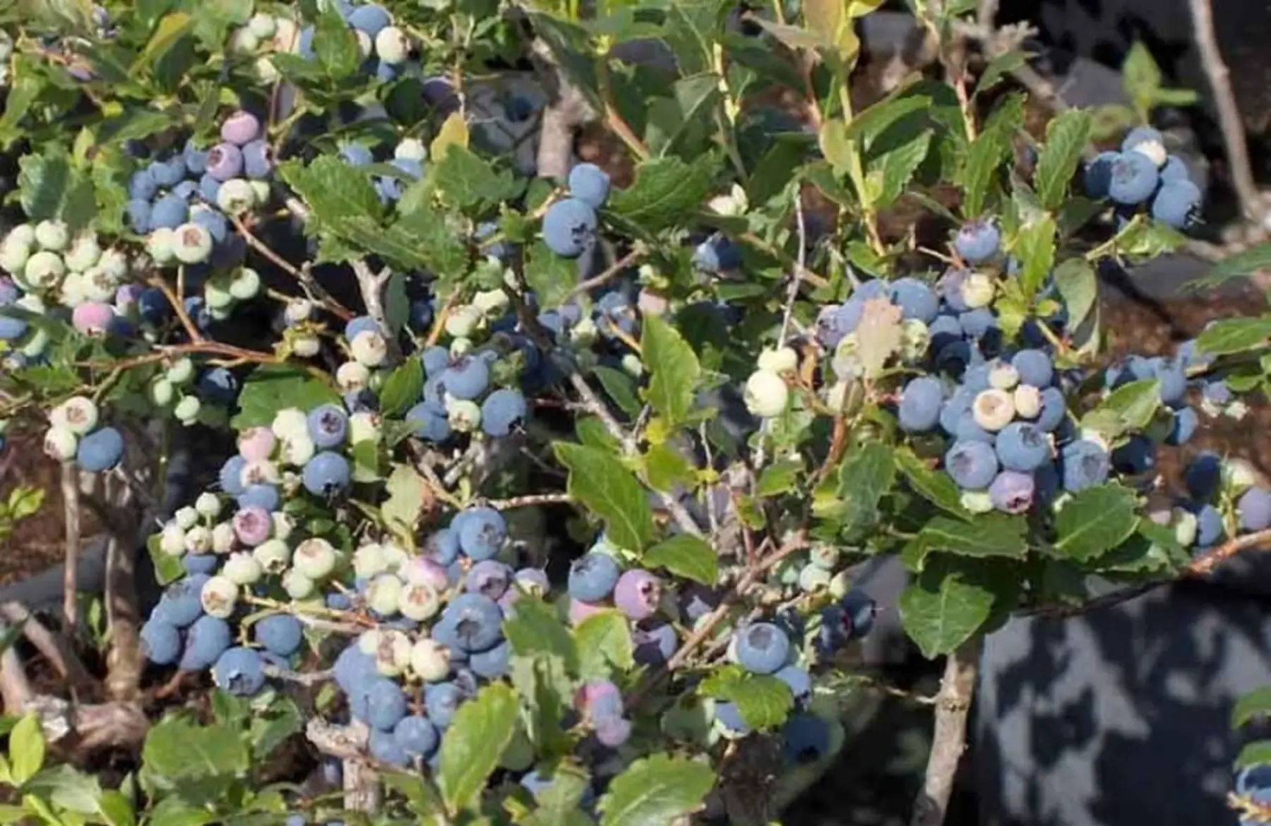 Myrtillier (Vaccinum corymbosum)