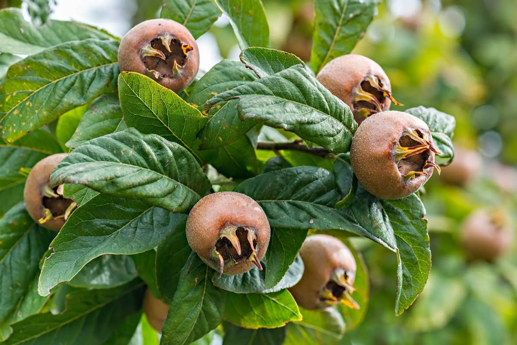 Néflier commun (Mespilus germanica)
