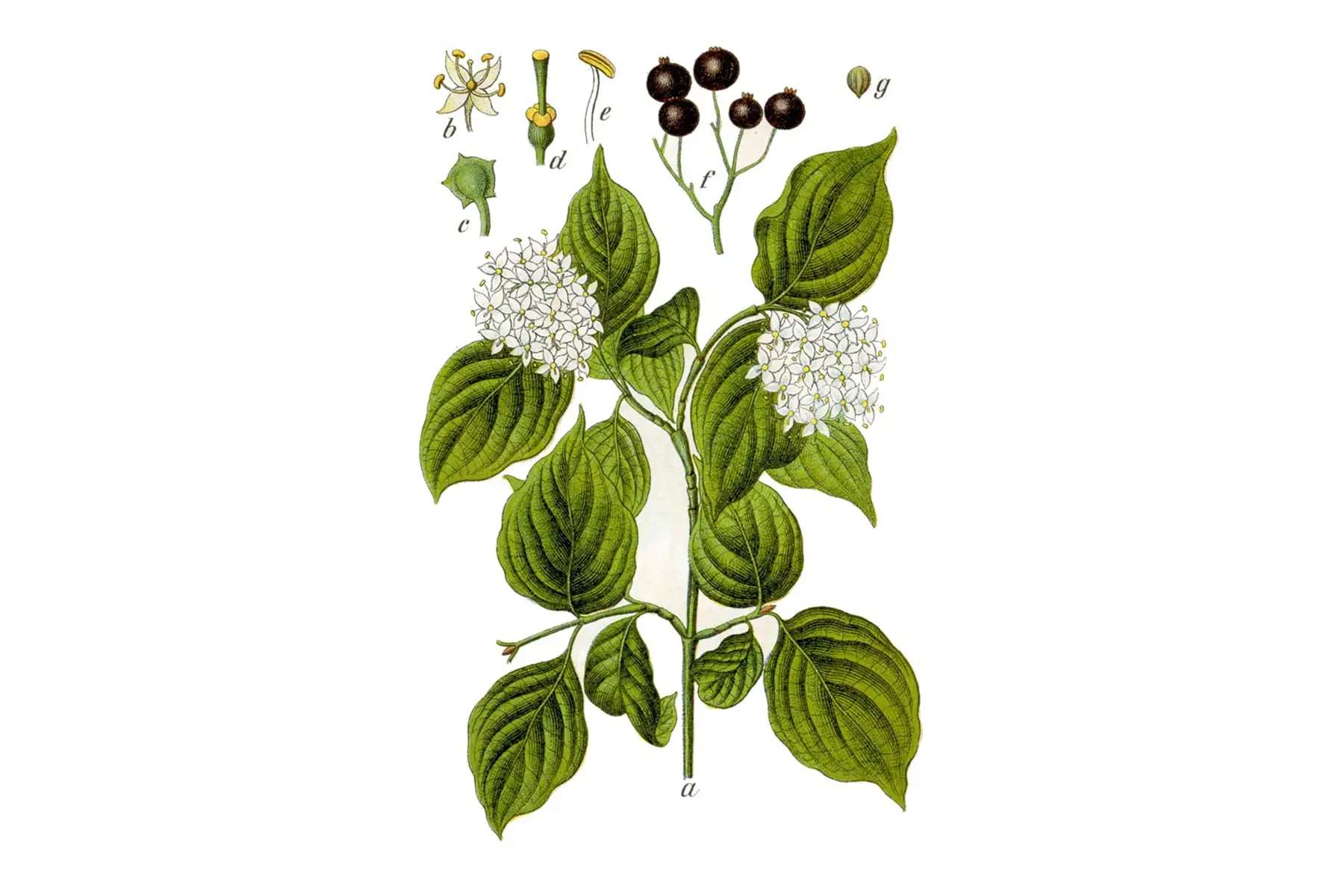 Cornouiller sanguin (Cornus sanguinea)