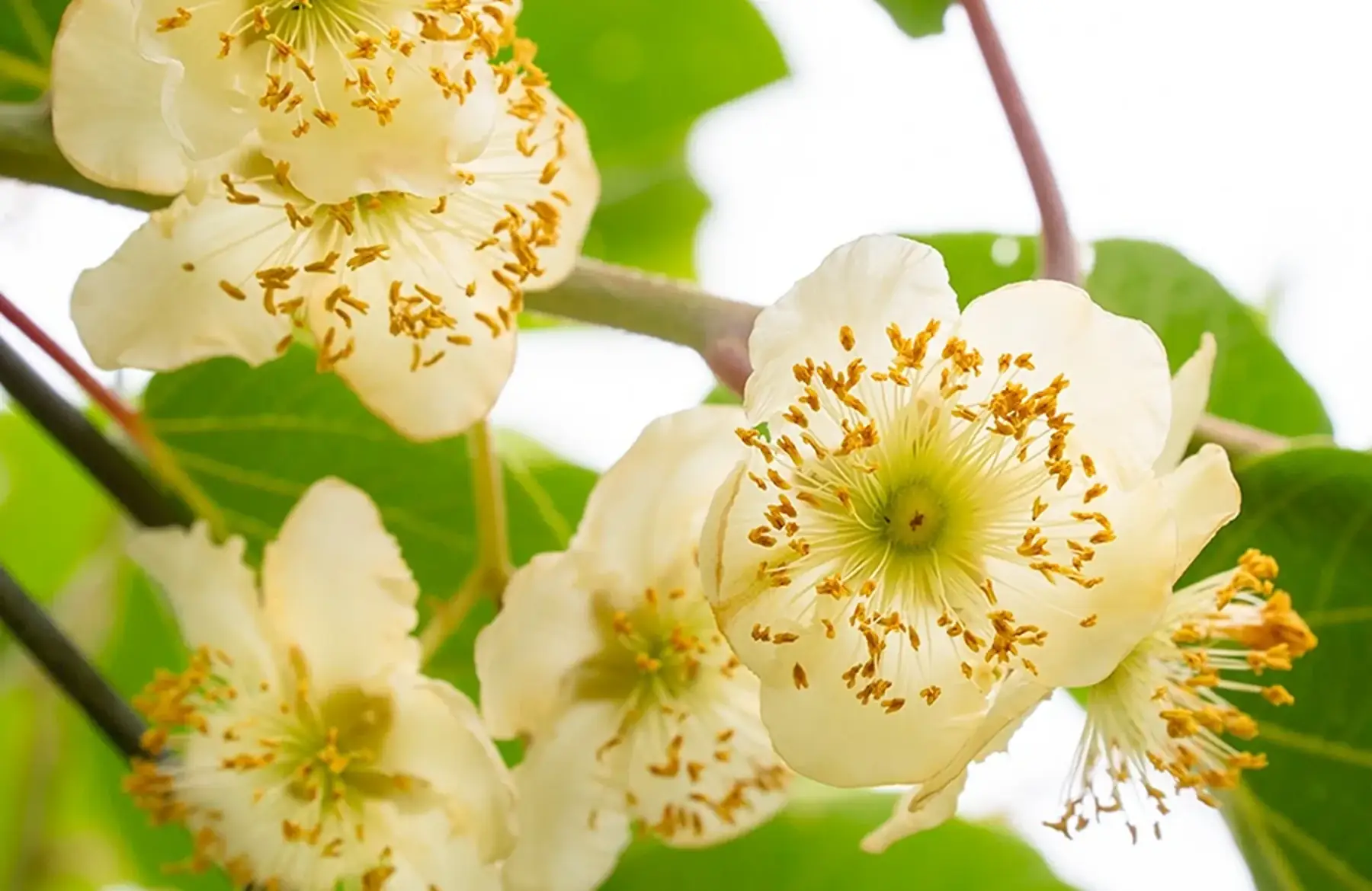 Kiwi autofertile 'Solissimo'