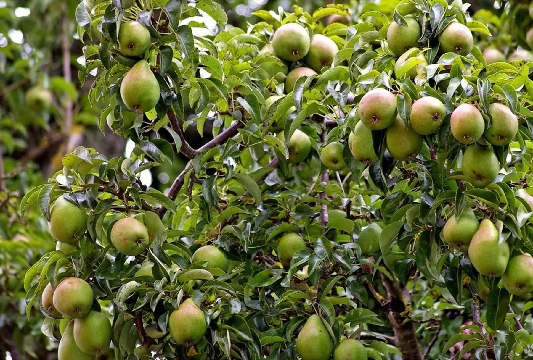 Poirier greffé (Pyrus communis)