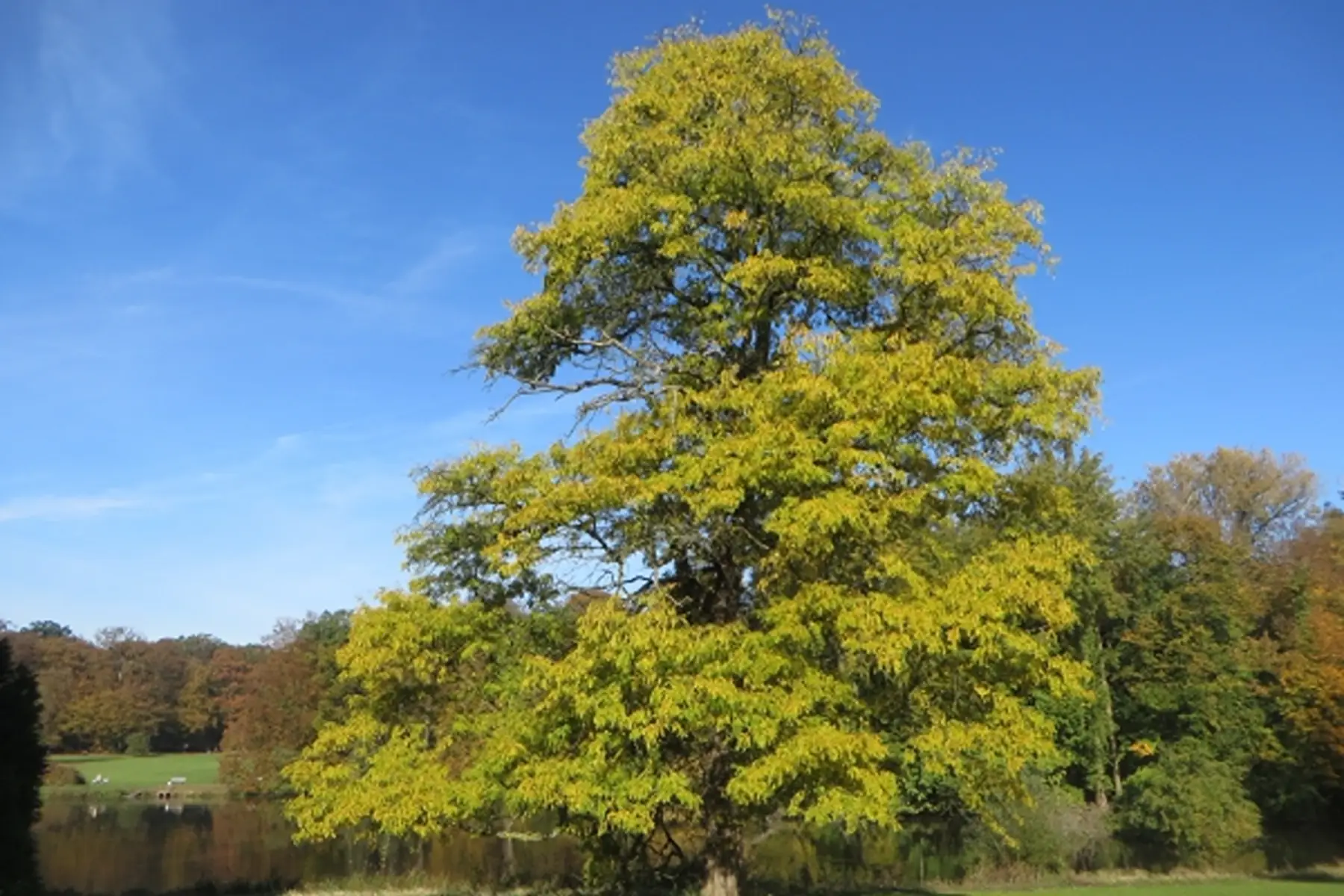 Févier d’amérique (Gleditsia triacanthos)
