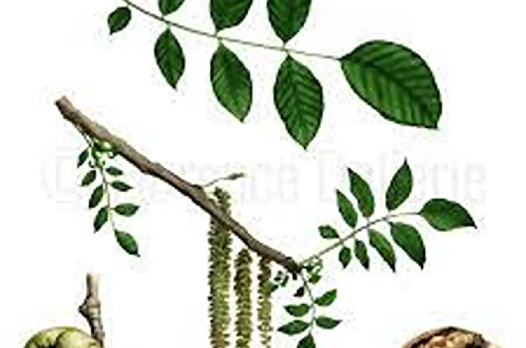 Noyer franc (Juglans regia)