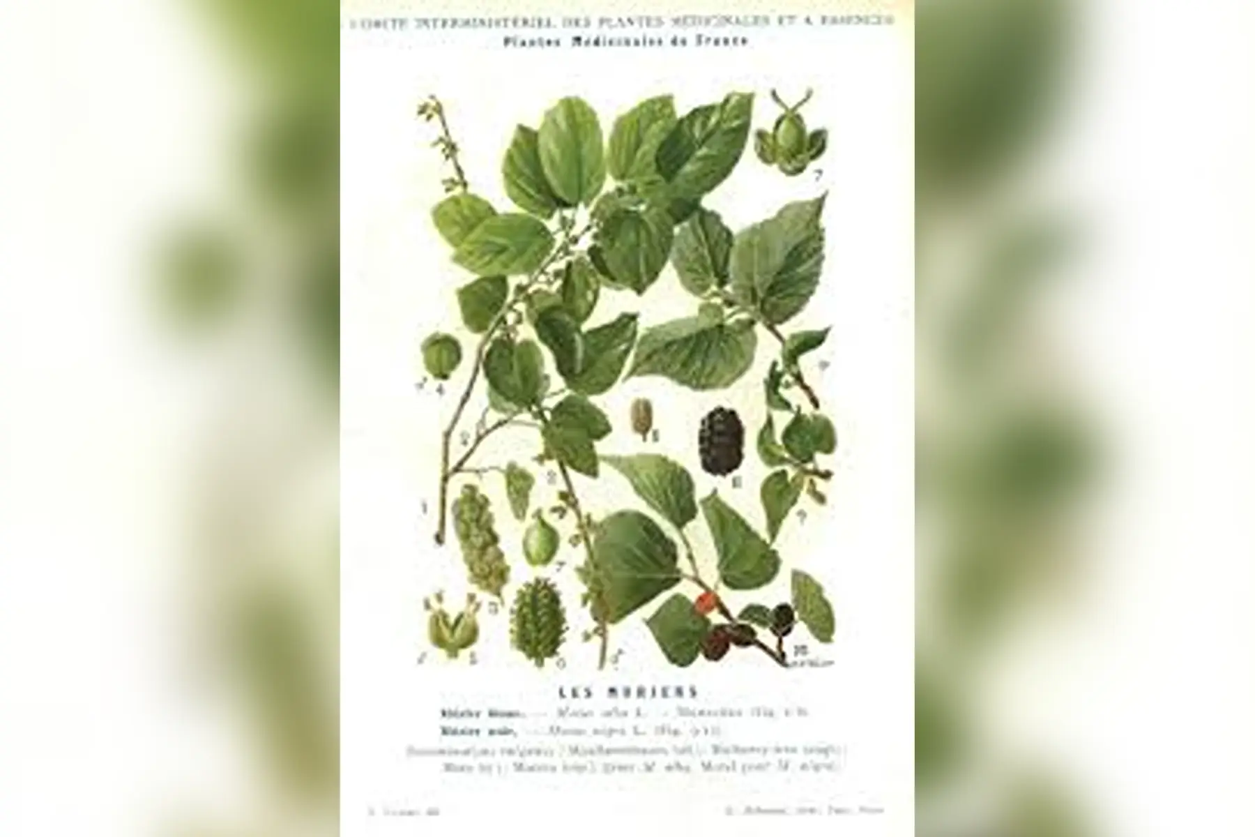 Mûrier blanc greffé 'Alesia'