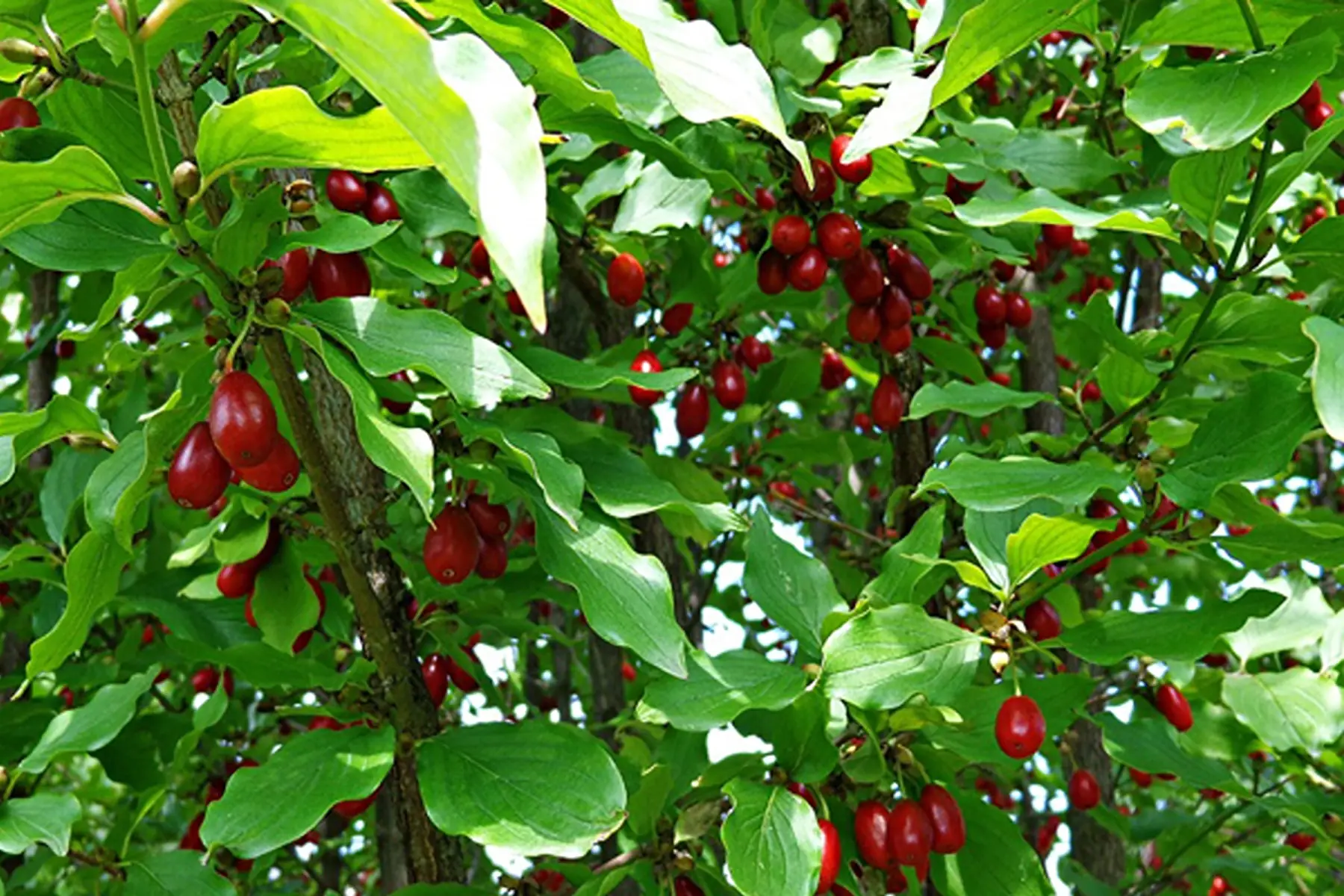 Cornouiller mâle (Cornus mas)