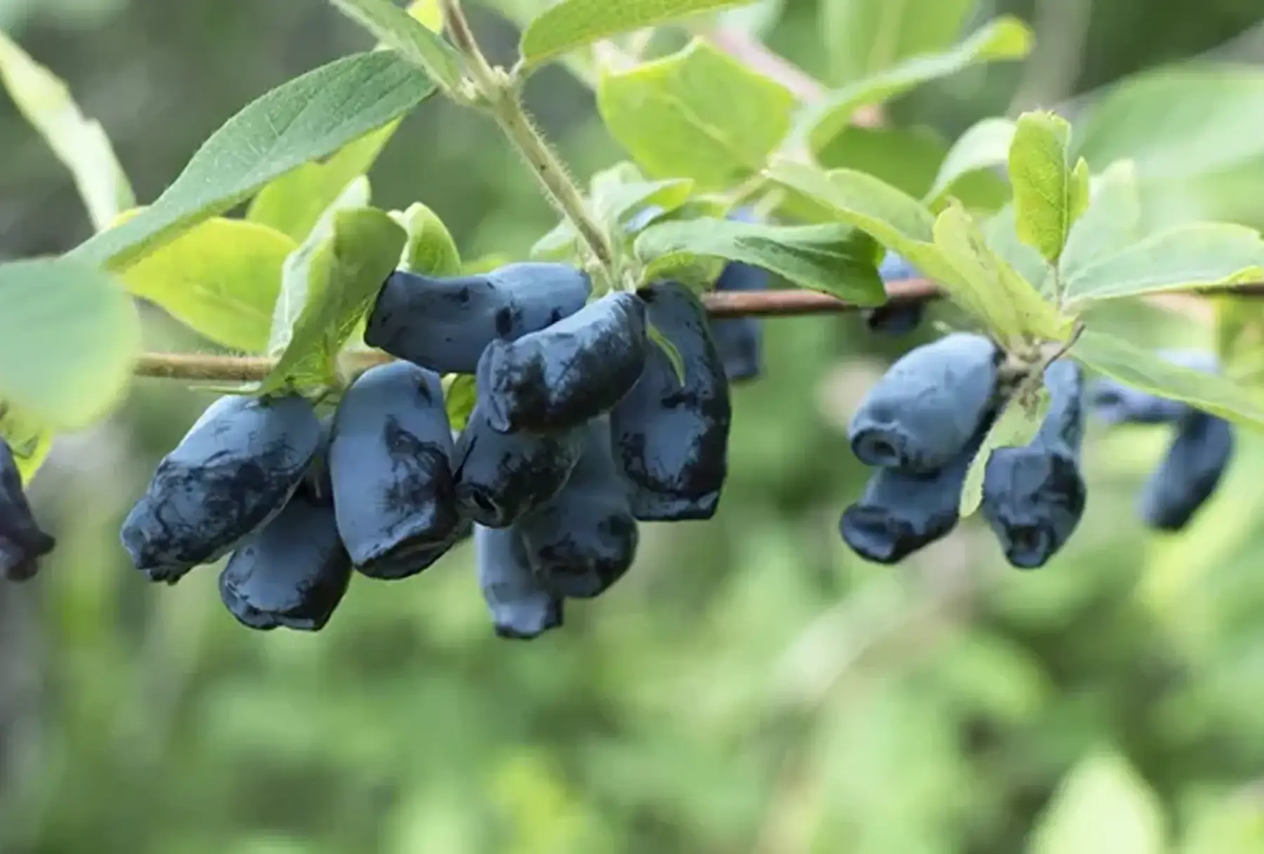 Baies de Mai (Lonicera caerulea) 'Kamtchatica' & 'Edulis'
