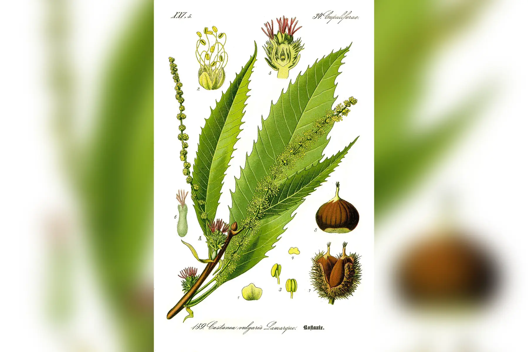 Châtaignier (Castanea sativa)