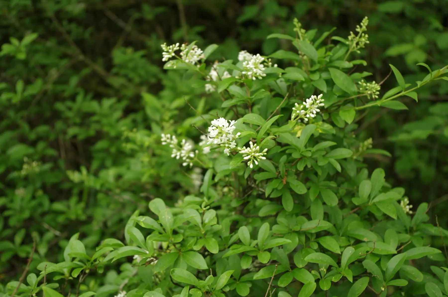 Troène commun (Ligustrum vulgare)