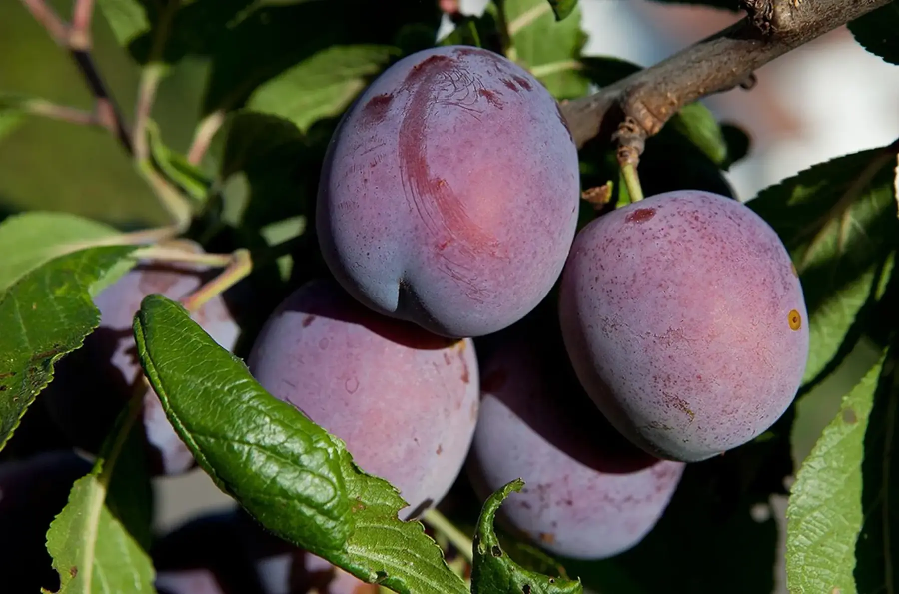 Prunier greffé (Prunus domestica)
