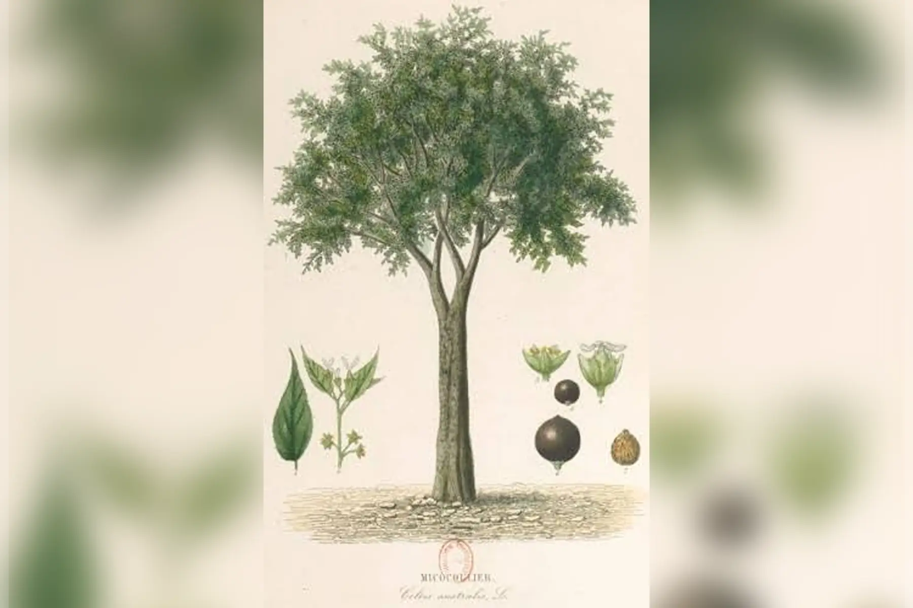 Micocoulier (Celtis australis)