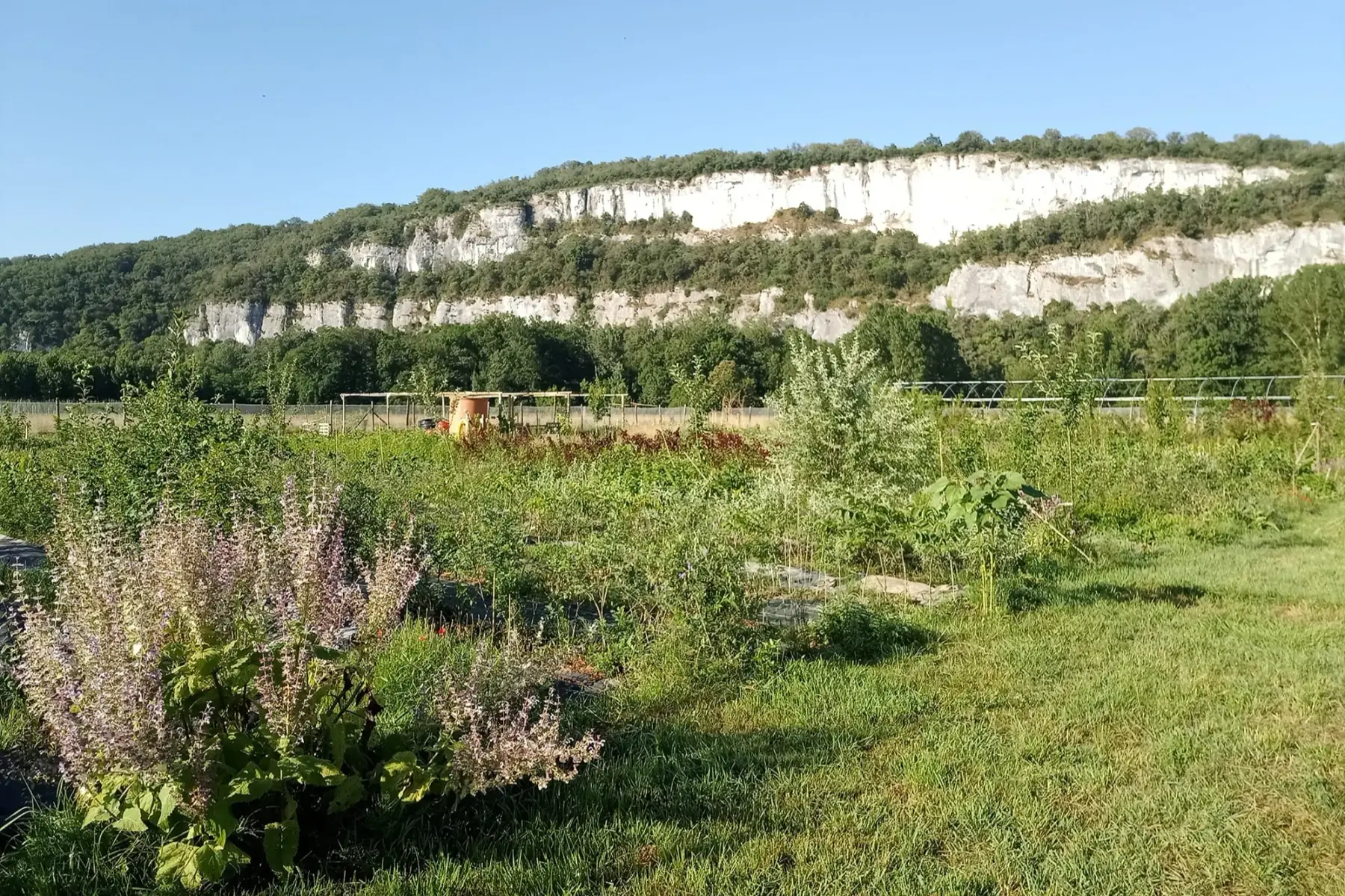 Porte-greffe ou fruitiers non greffés