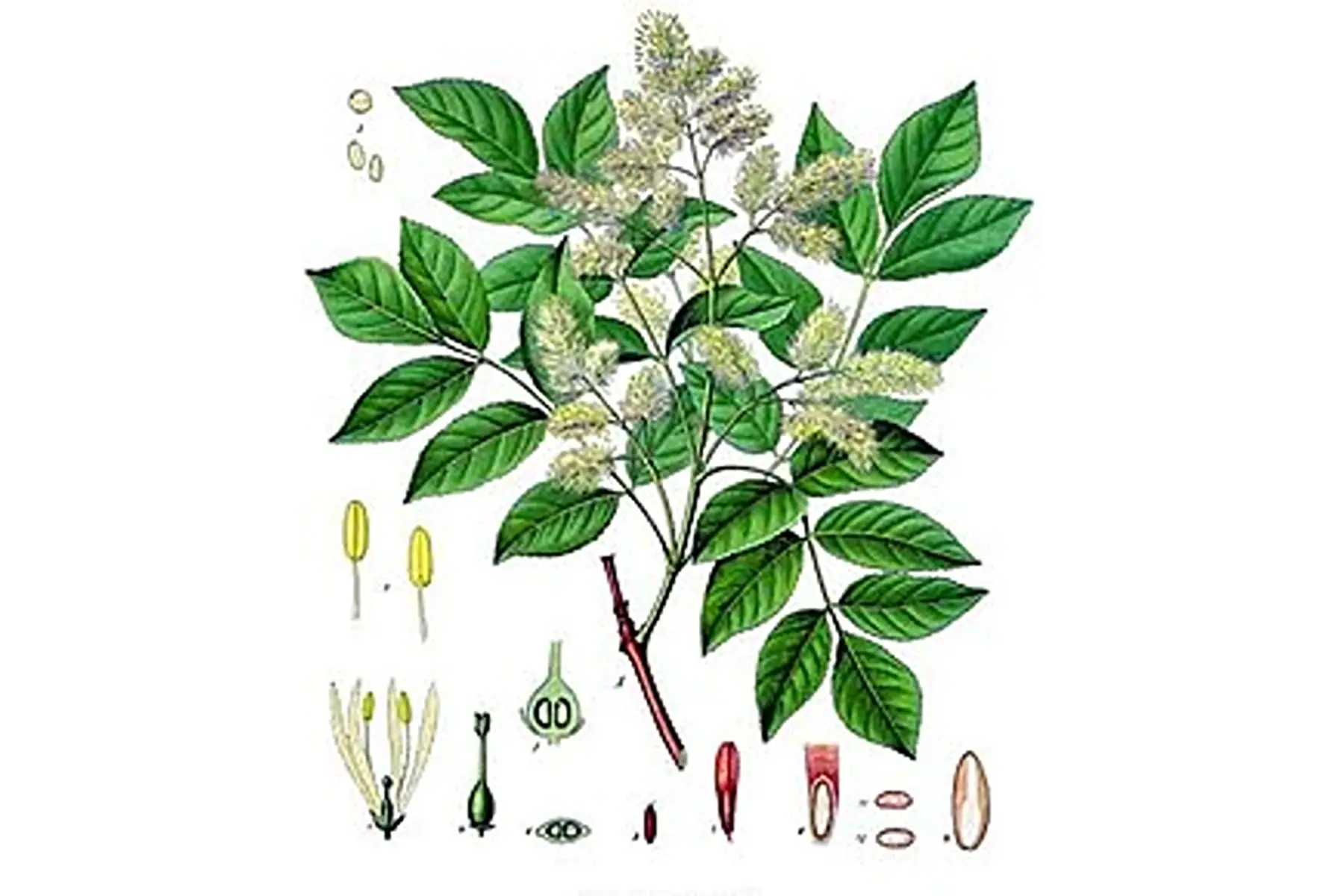 Frêne à fleurs (Fraxinus ornus)