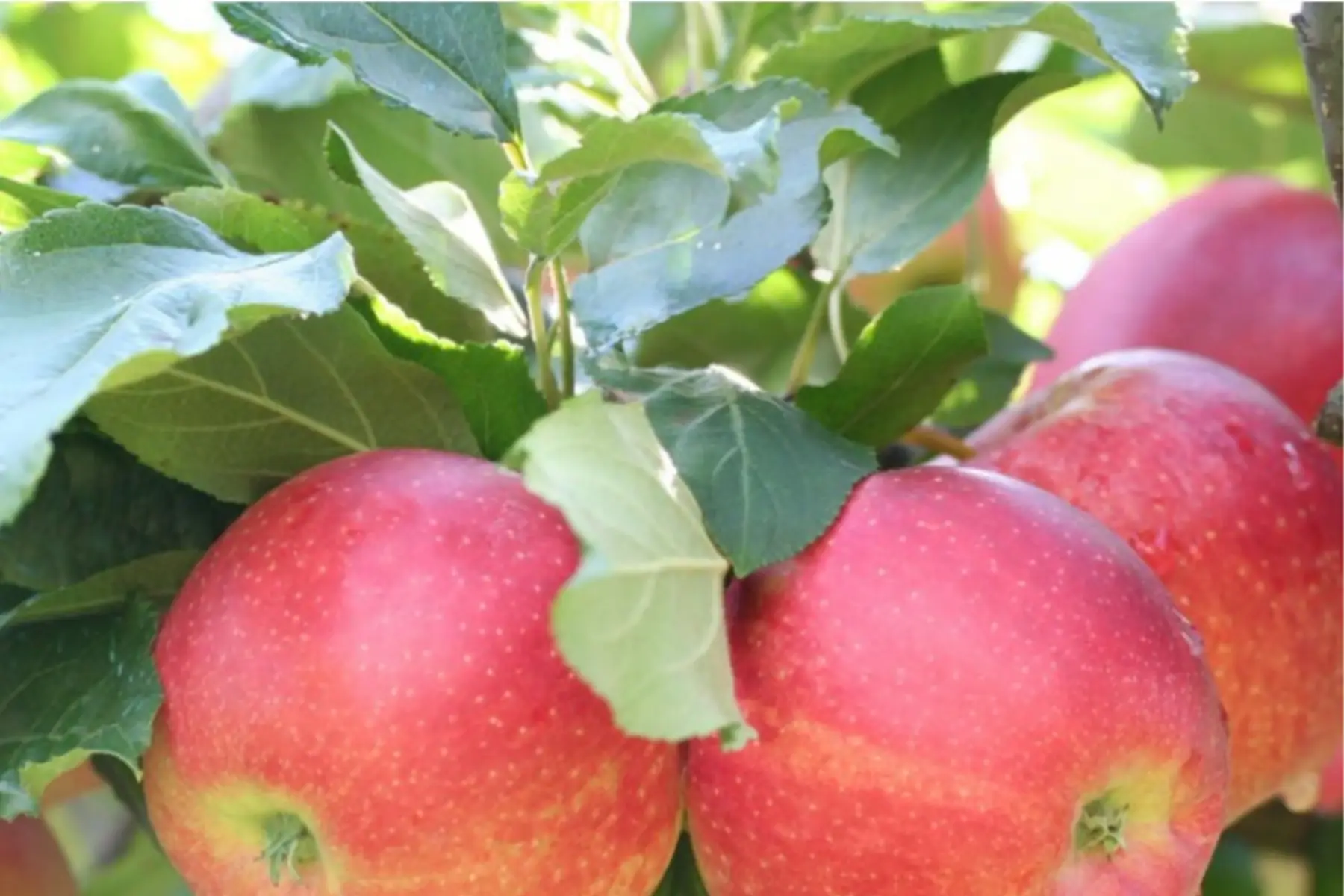 Pommier (Malus domestica)