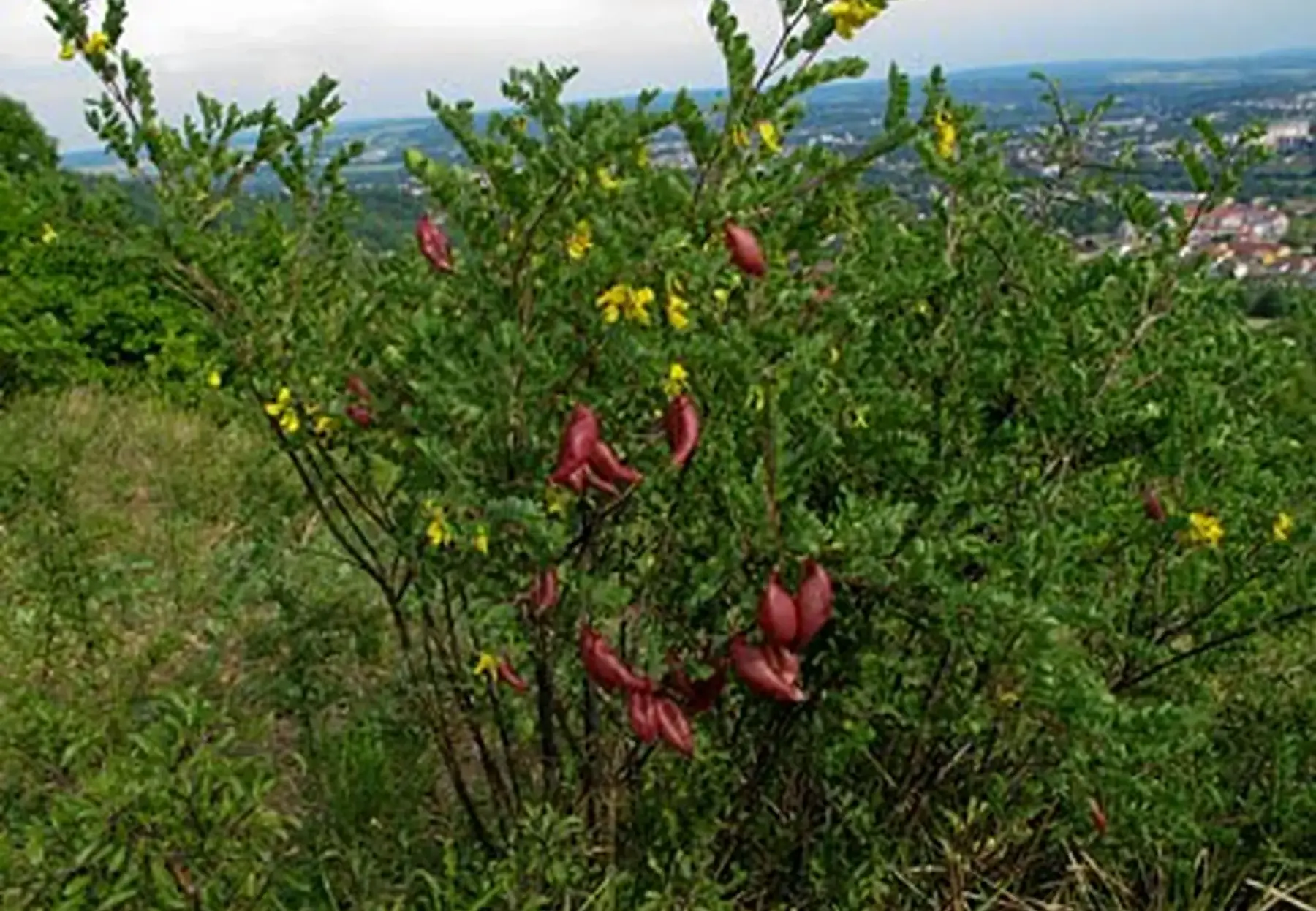 Baguenaudier (Colutea arborescens)